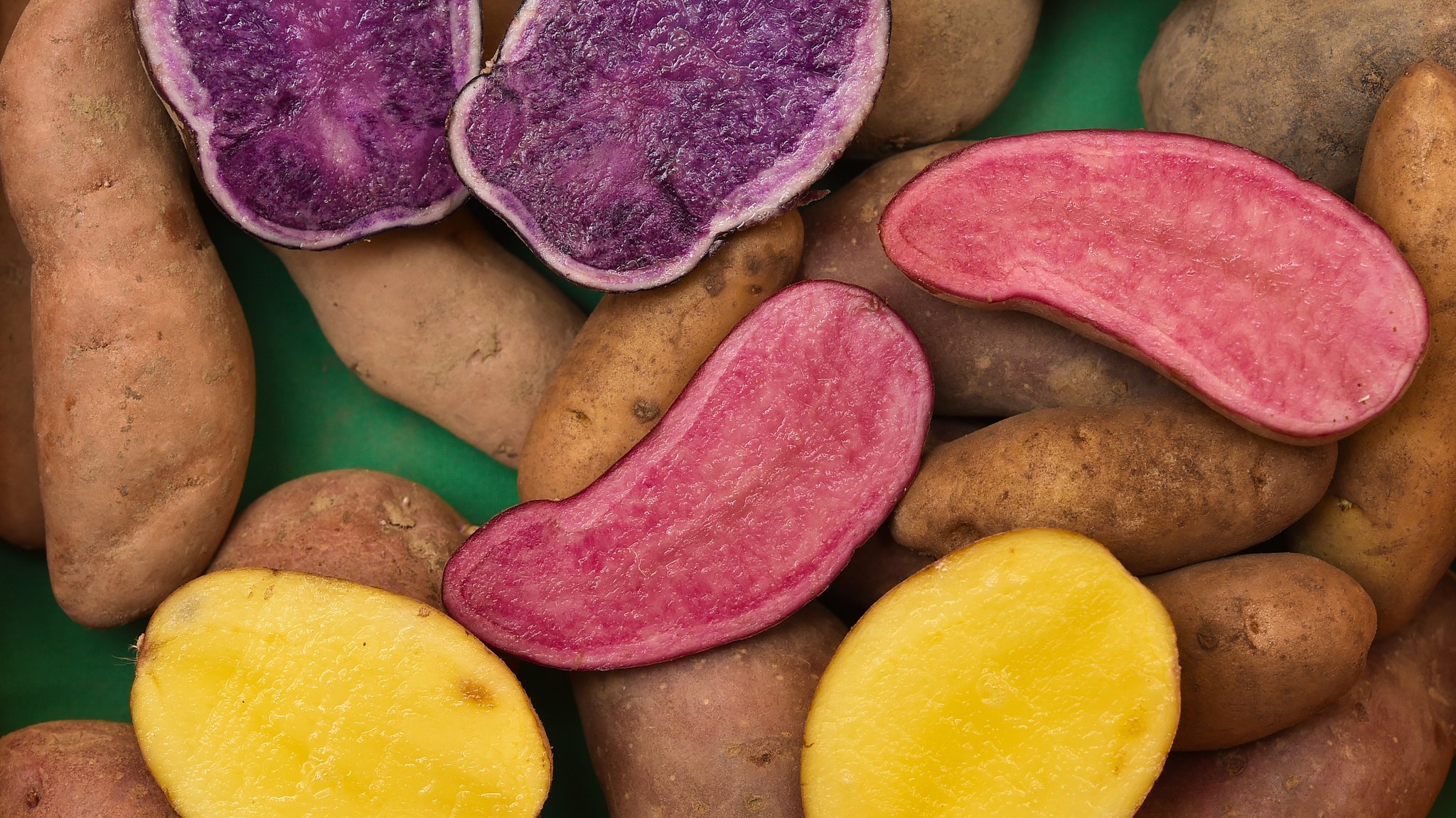 Seltene Kartoffelsorten darunter drei aufgeschnittene Sorten: Siglinde (gelb), Blauer Schwede (blau/violett) und Rote Emmalie (rosa)