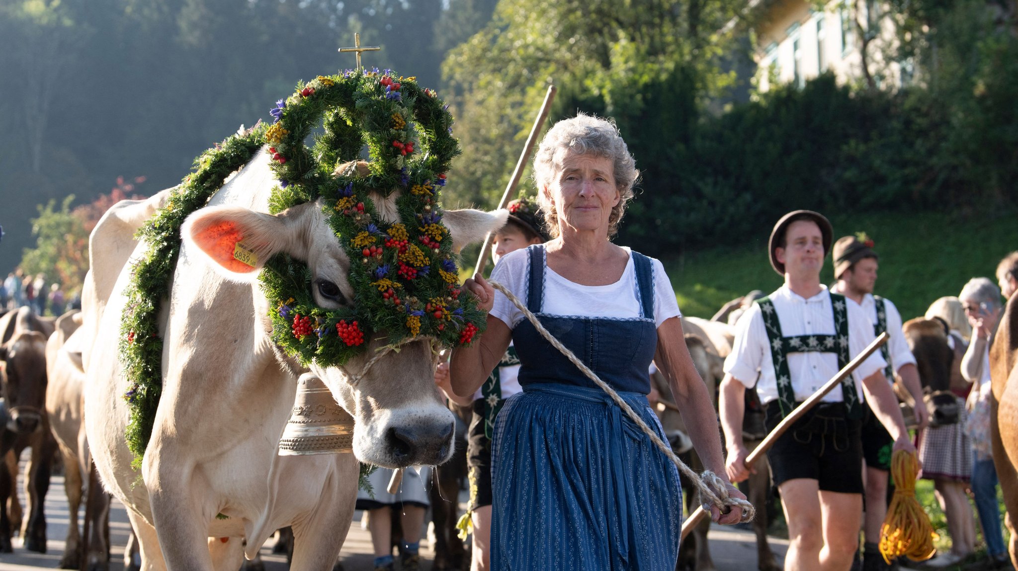 11.09.2026, Bayern, Oberstaufen: Hirten führen eine Rinderherde ins Tal. In den kommenden Wochen werden in etlichen Orten im Alpenraum die Tiere von den Bergweiden wieder ins Tal gebracht. Unten werden die Tiere auf dem Scheidplatz gesammelt und an ihre Besitzer zurückgegeben. Diese Prozedur nennt man im Allgäu Viehscheid. Foto: Stefan Puchner/dpa +++ dpa-Bildfunk +++ | Bild: dpa-Bildfunk/Stefan Puchner 11.09.2026, Bayern, Oberstaufen: Hirten führen eine Rinderherde ins Tal. In den kommenden Wochen werden in etlichen Orten im Alpenraum die Tiere von den Bergweiden wieder ins Tal gebracht. Unten werden die Tiere auf dem Scheidplatz gesammelt und an ihre Besitzer zurückgegeben. Diese Prozedur nennt man im Allgäu Viehscheid. Foto: Stefan Puchner/dpa +++ dpa-Bildfunk +++