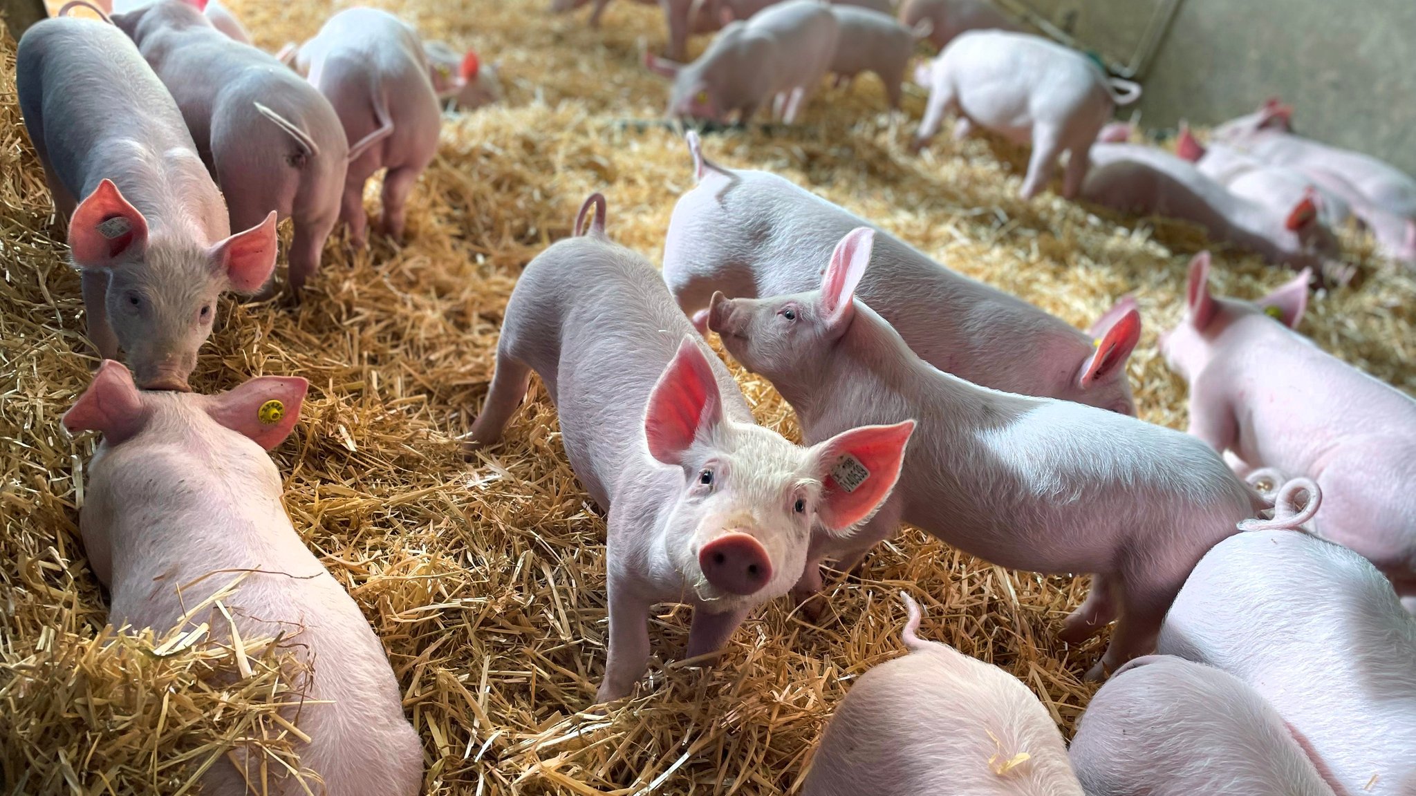 Ferkel im Stroh