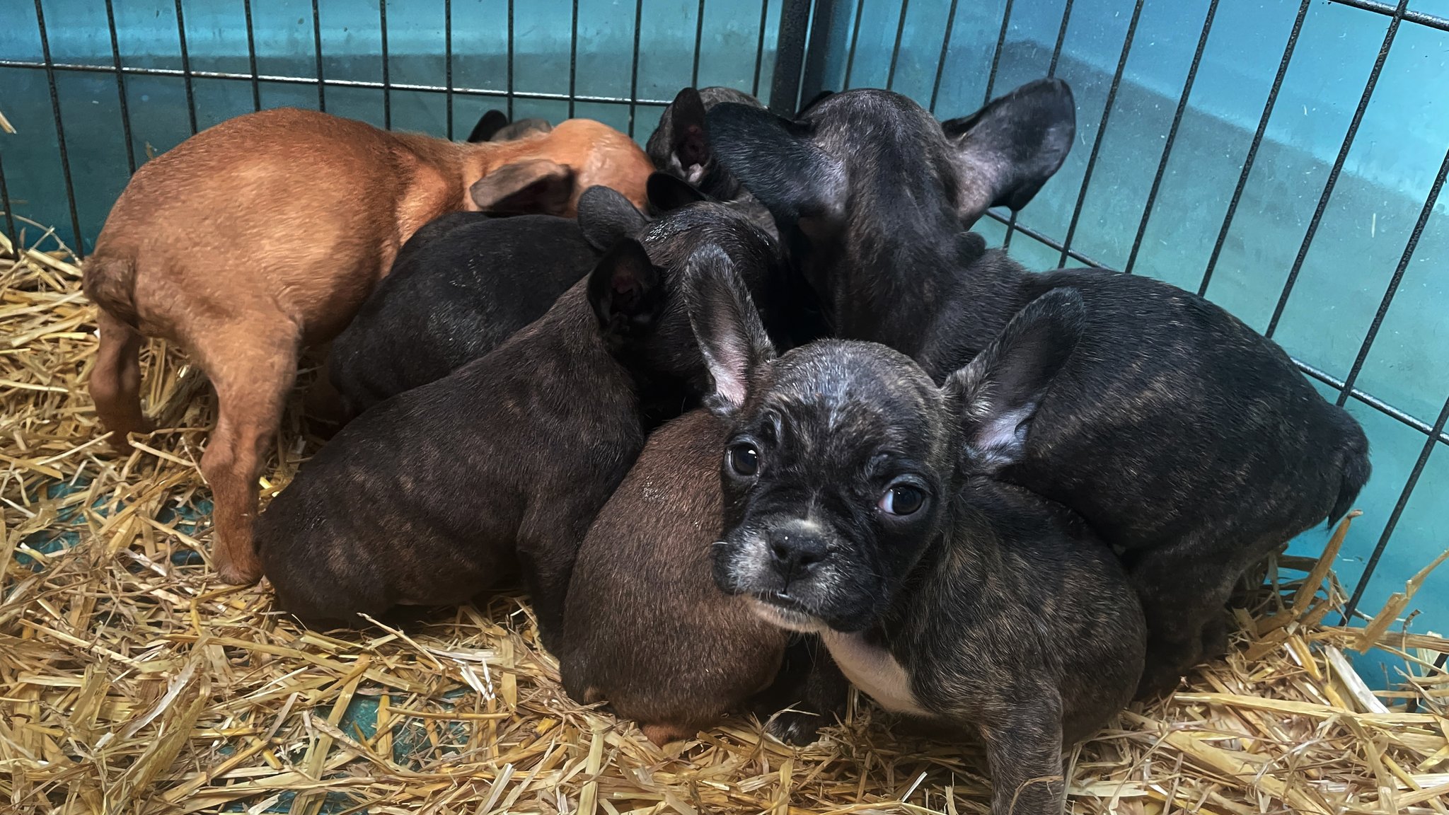 Symbolbild: Kleine französische Bulldoggen-Welpen 