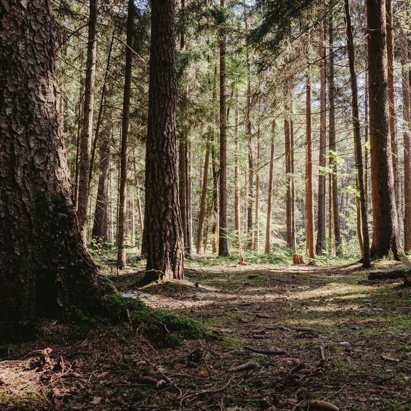 Bayerns Wälder - Von der Wildnis zum Forst - radioWissen | BR Podcast