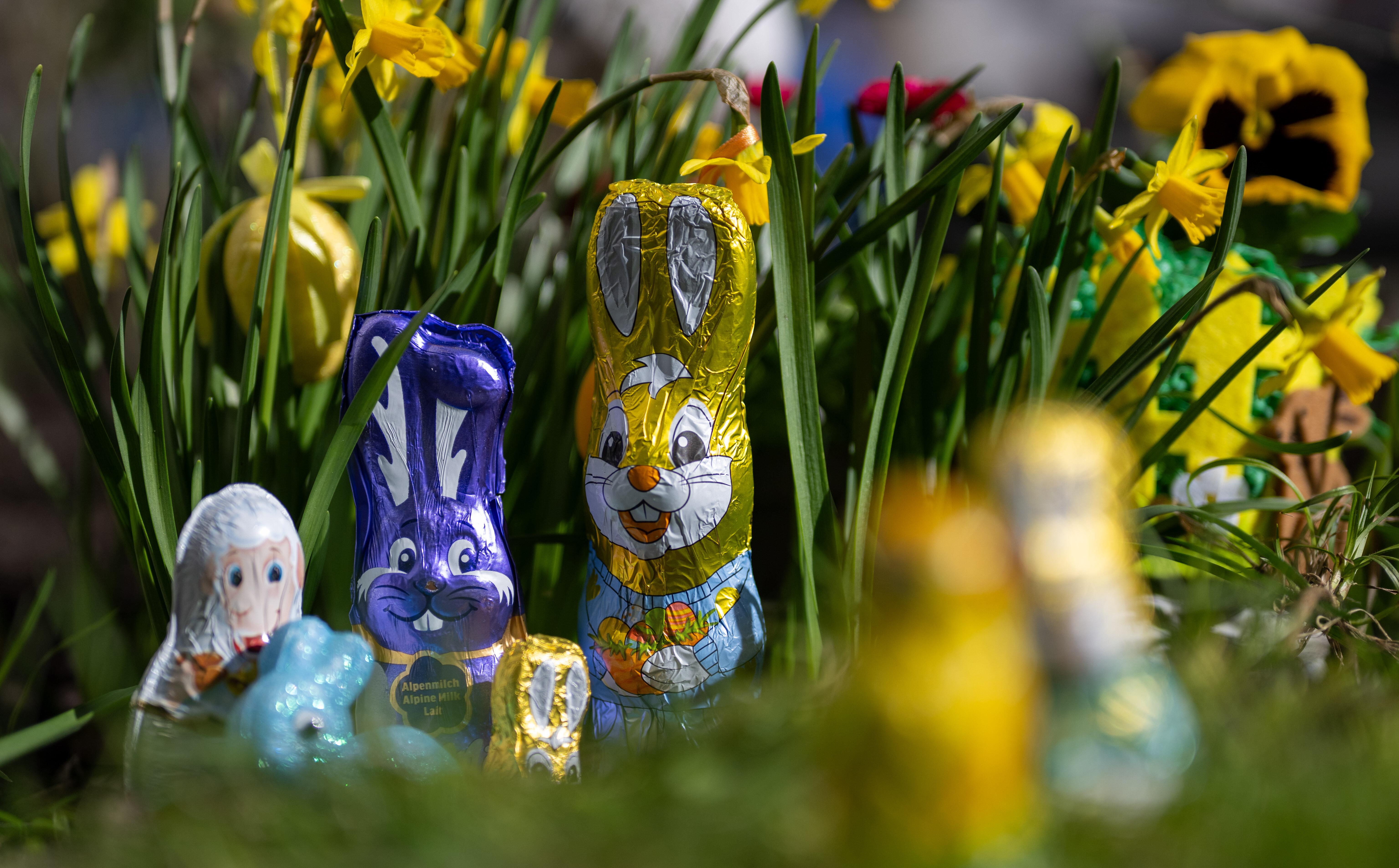 Schokoladenhasen im Osternest