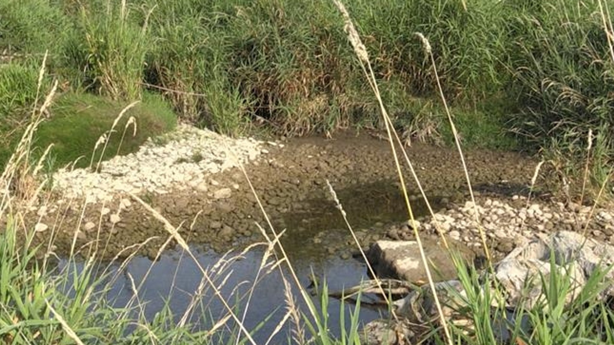 Die fast trockengefallene östliche Günz bei Lauben im Landkreis Unterallgäu. 