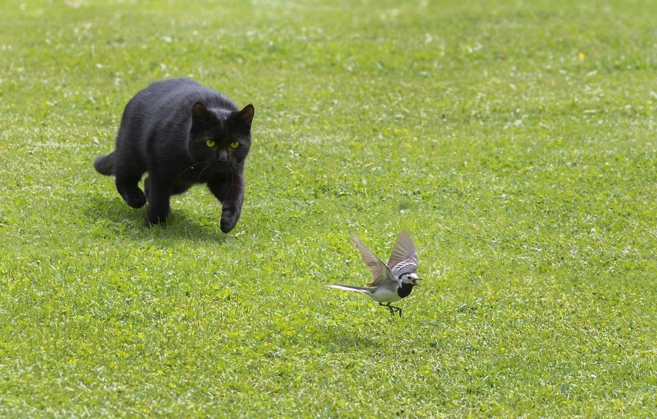 Artenvielfalt Hausarrest Fur Katzen 