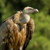 Das geheime Wissen der Tiere - So können wir es mit Hightech nutzen | Bild: colourbox.com
