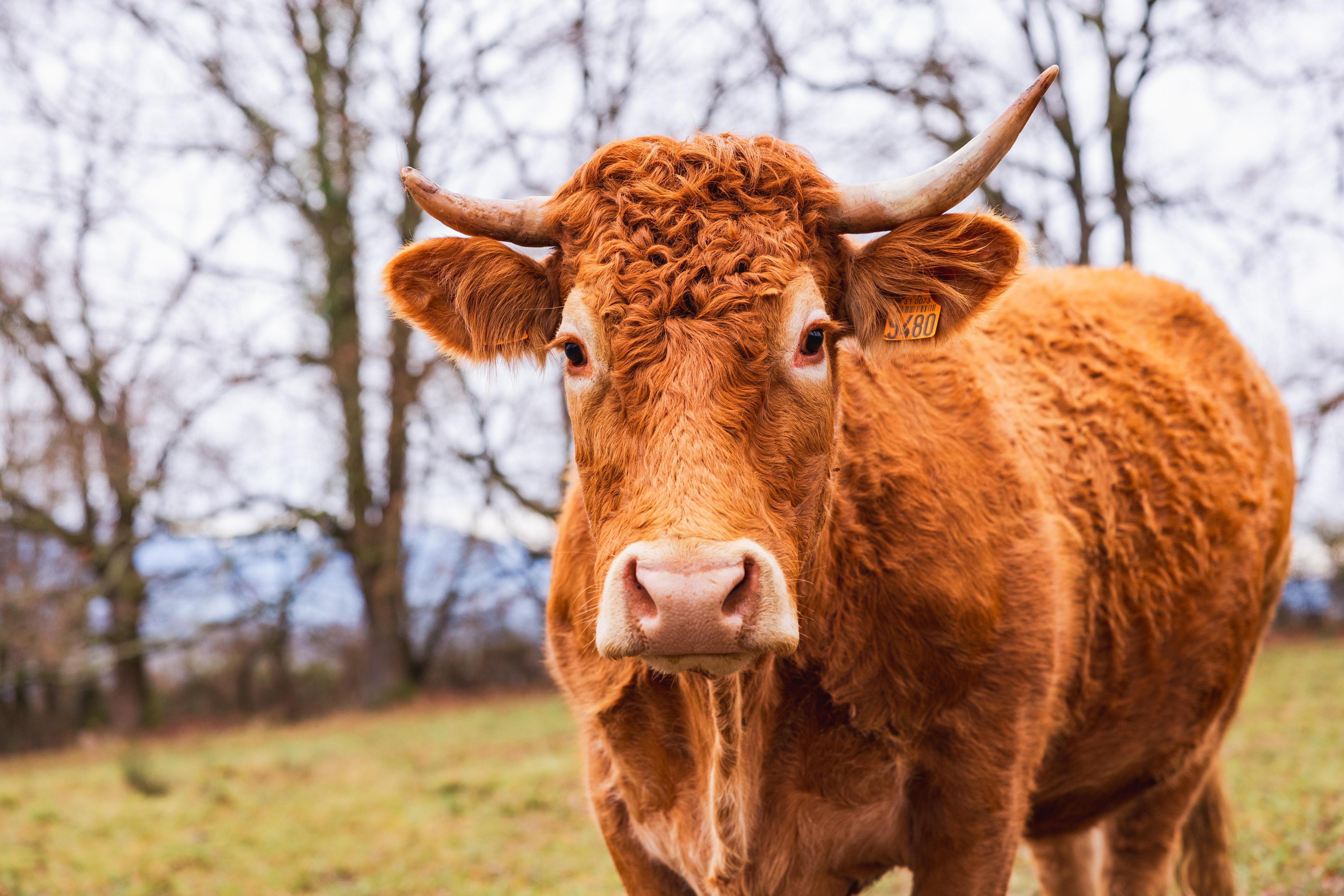 Symbolbild: eine Kuh mit Hörnern | Bild:pa/Hans Lucas | Lilian Cazabet