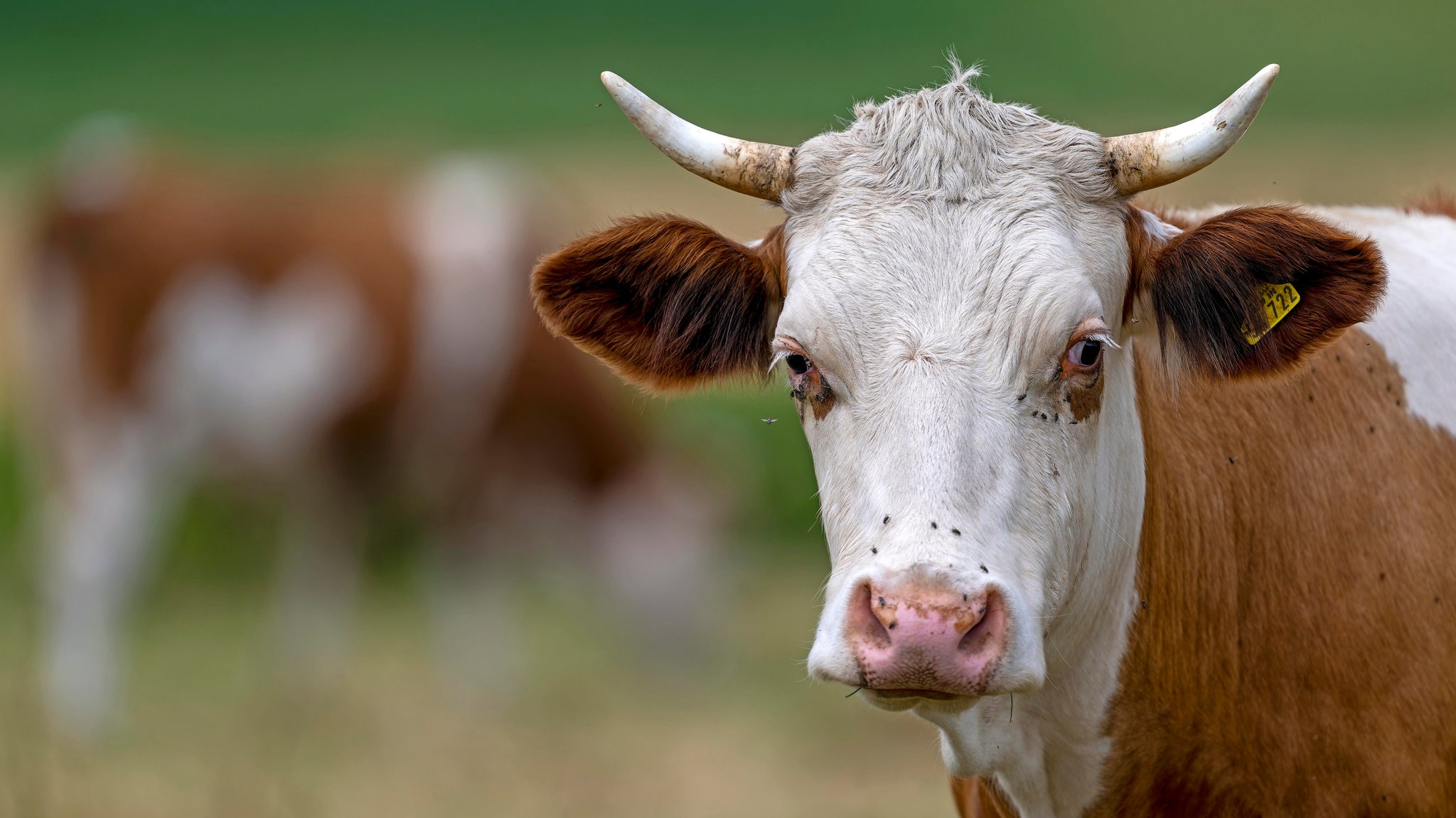 Kühe auf der Weide bei Memmingen (Symbolbild) | Bild: picture alliance / M.i.S. | Bernd Feil Kühe auf der Weide bei Memmingen (Symbolbild)