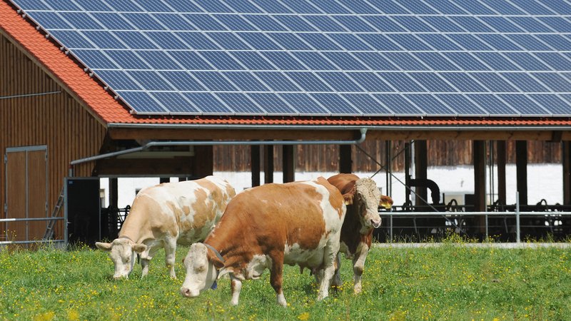 Kühe auf der Weide, im Hintergrund ihr Stall mit eine Solaranlage auf dem Dach
