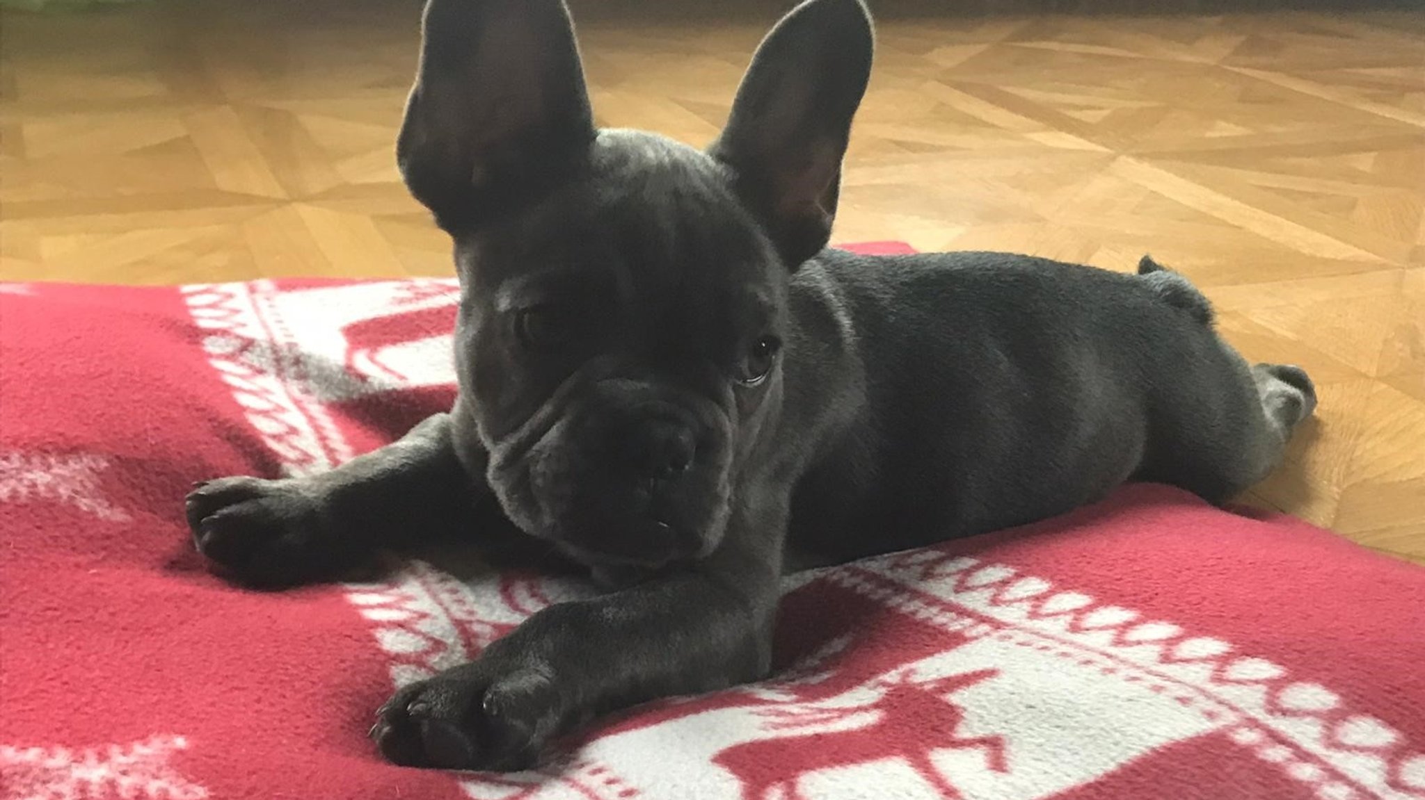 Die Französische Bulldogge Frodo liegt auf einer roten Decke. 