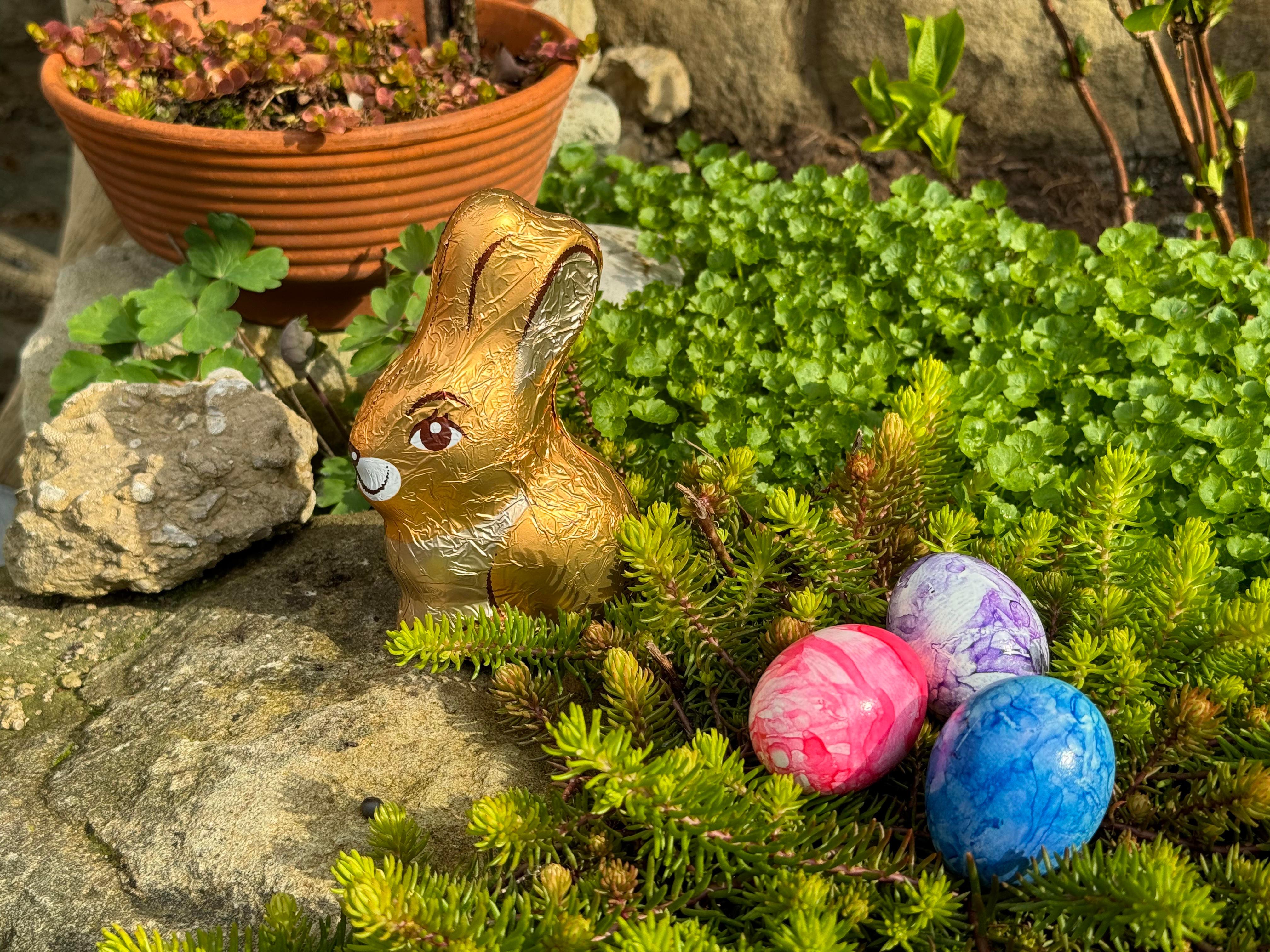 Gefärbte Hühnereier im Grün, daneben ein kleiner goldener Schokoosterhase.