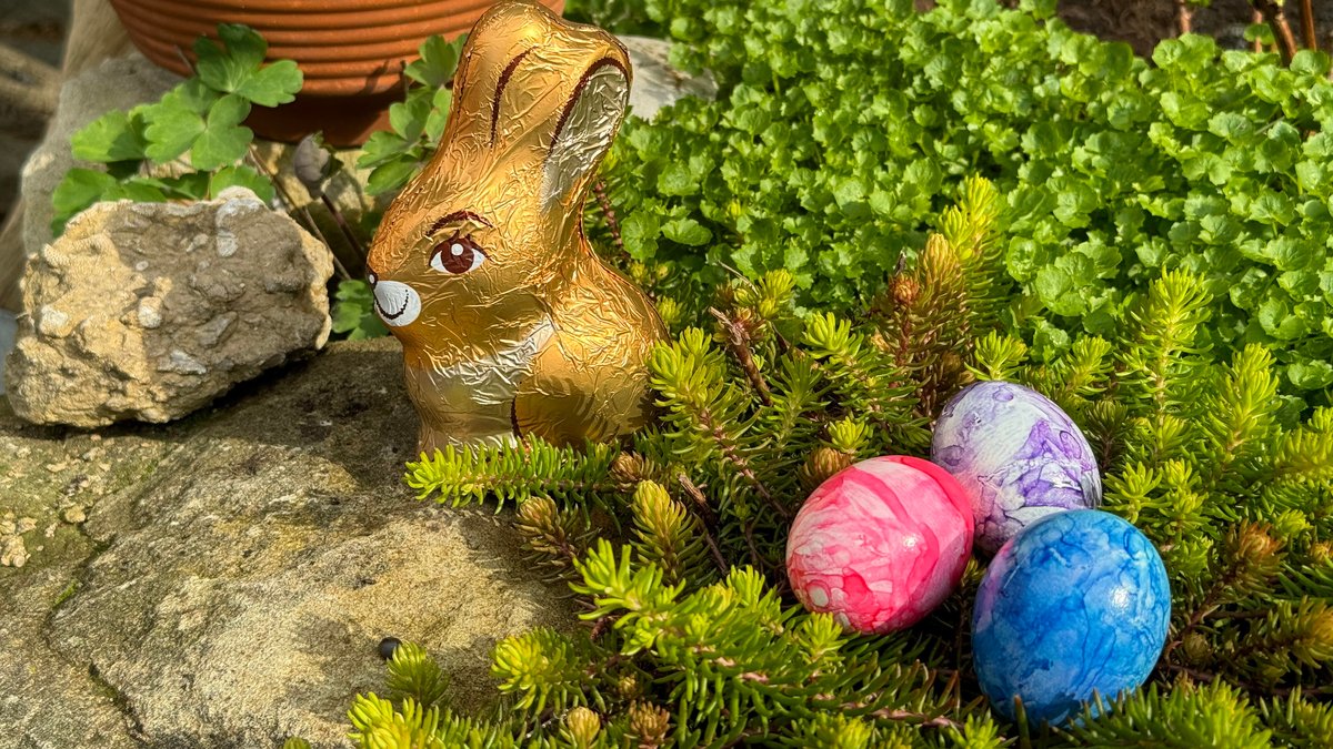 Gefärbte Hühnereier im Grün, daneben ein kleiner goldener Schokoosterhase.