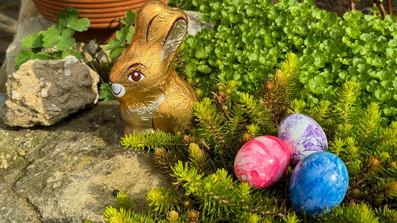 Gefärbte Hühnereier im Grün, daneben ein kleiner goldener Schokoosterhase. | Bild: picture alliance / CHROMORANGE | Martina Rädlein Gefärbte Hühnereier im Grün, daneben ein kleiner goldener Schokoosterhase.