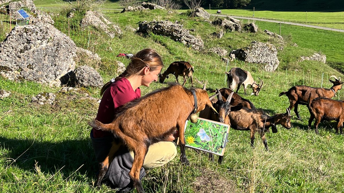 Kathrin Schratt vom Landschaftspflegeverband Oberallgäu-Kempten inmitten ihrer Ziegen