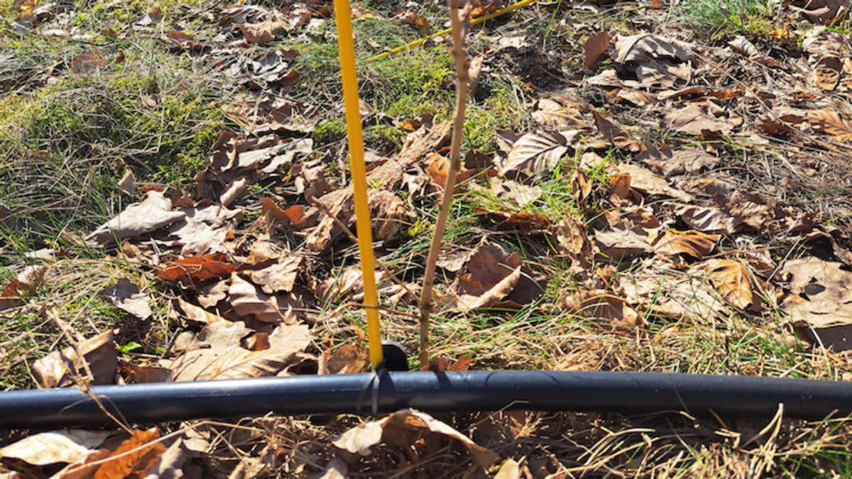 Ein Setzling im Sommerhäuser Wald soll durch den Schlauch tröpfchenweise mit Wasser versorgt werden.