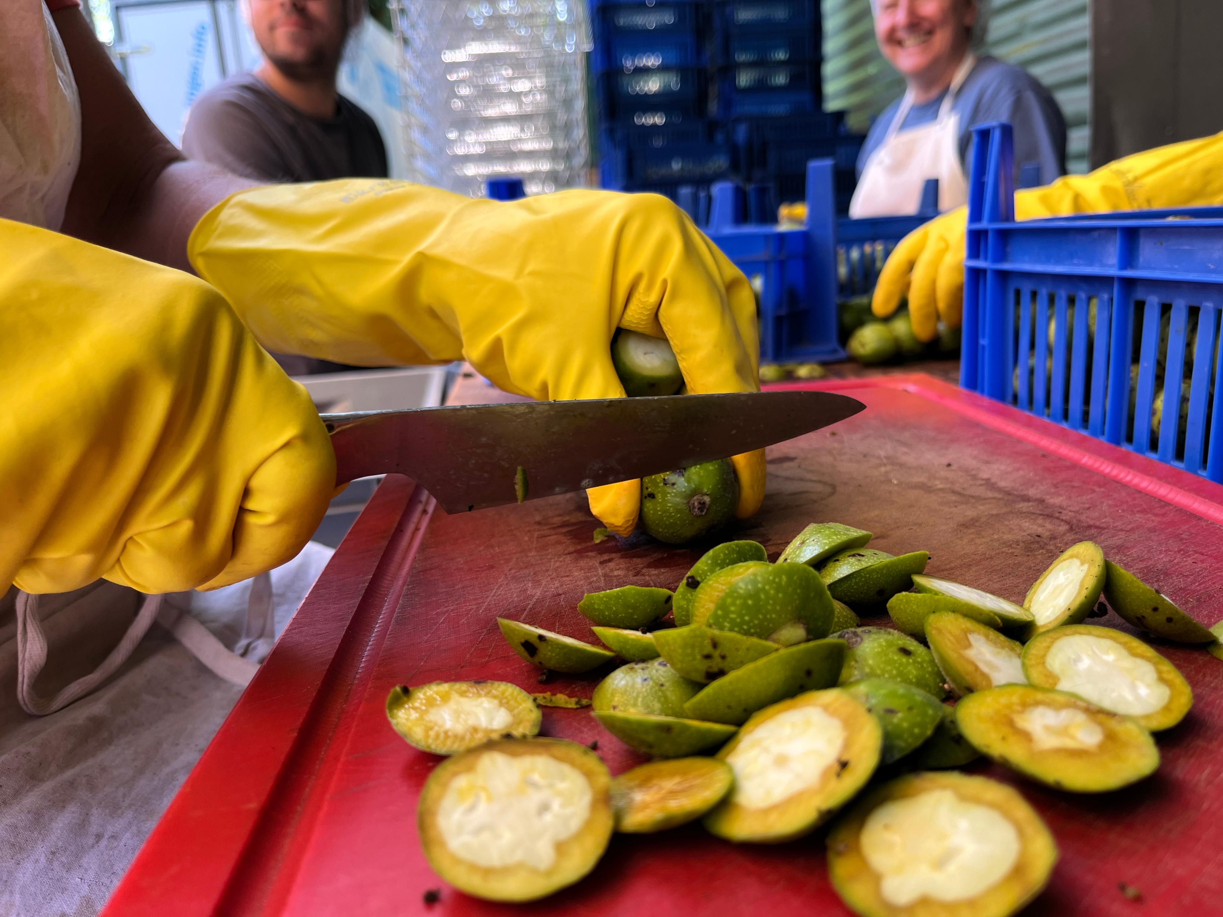 An beiden Enden wird die Walnuss gekappt und dann weiterverarbeitet