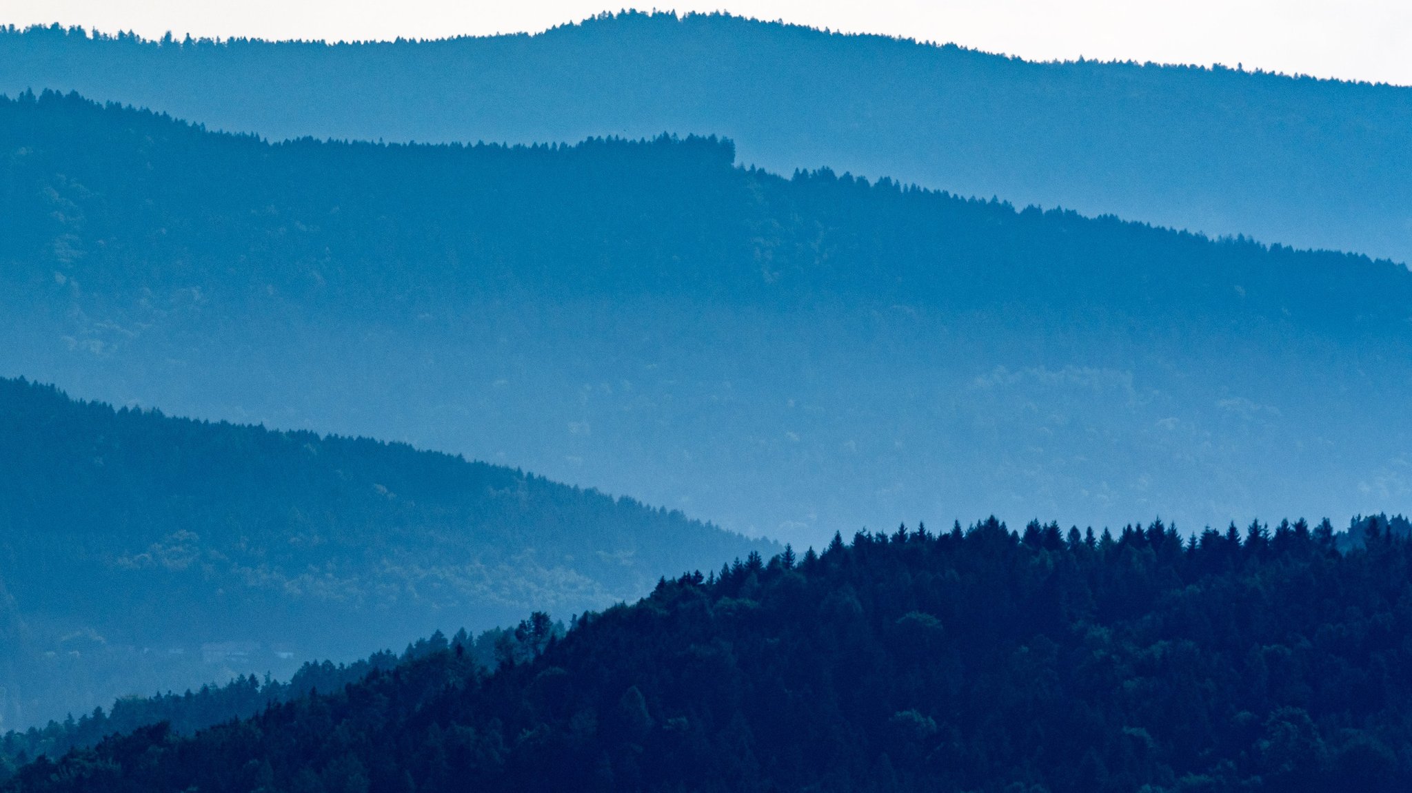 Bundesregierung will Wälder für Klimawandel fit machen