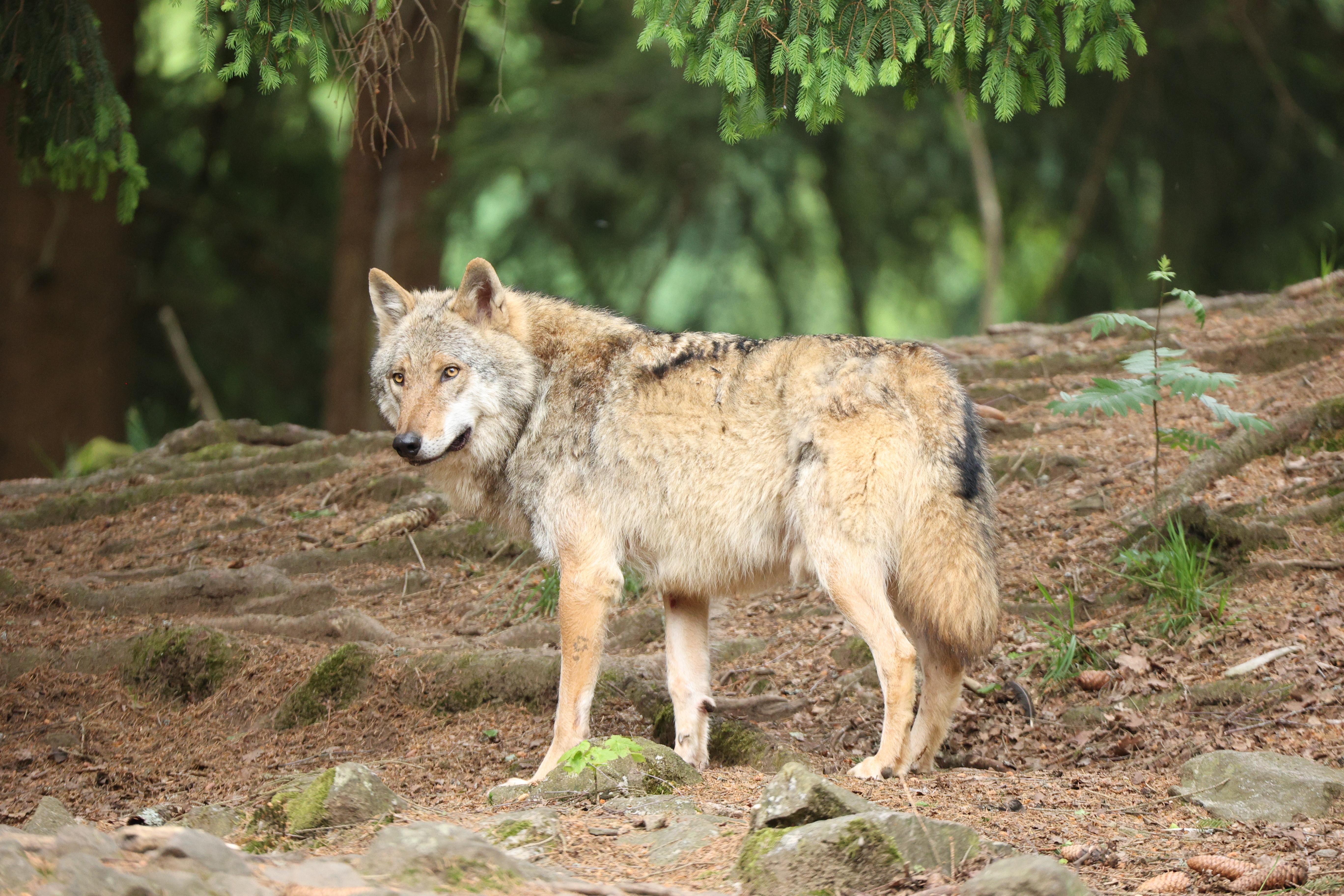 Ein Wolf steht im Wald