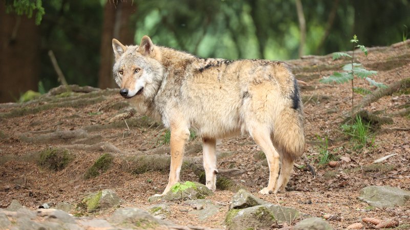 Ein Wolf steht im Wald | Bild: stock.adobe.com/Scheid Ein Wolf steht im Wald