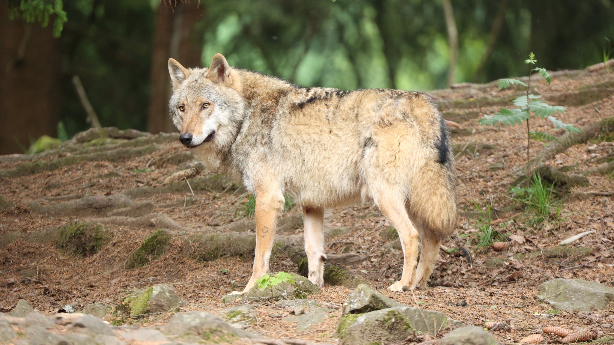 Ein Wolf steht im Wald