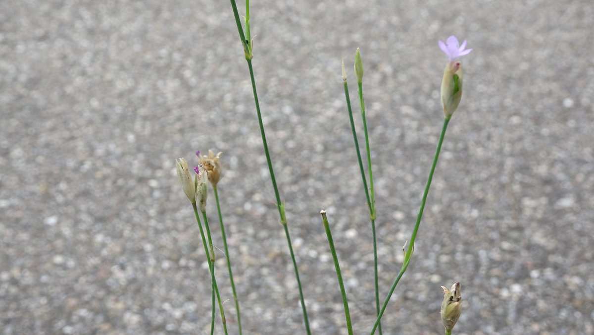 Dünne grüne Pflanzenstängel mit einer kleinen rosa-lilafarbenen einfachen Nelkenblüte