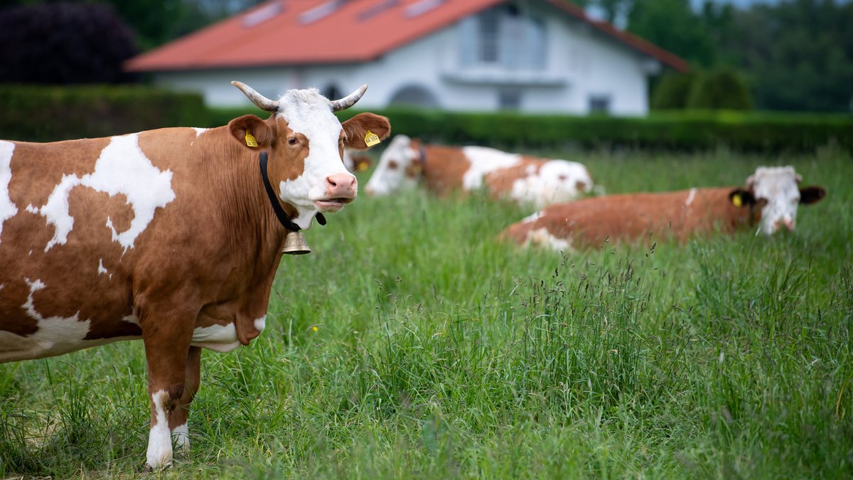 Kühe mit Kuhglocken auf einer Weide (Symbolbild)