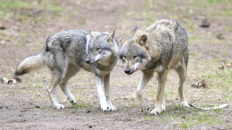 Zwei Wölfe in einem Naturpark | Bild: dpa-Bildfunk/Soeren Stache Zwei Wölfe in einem Naturpark