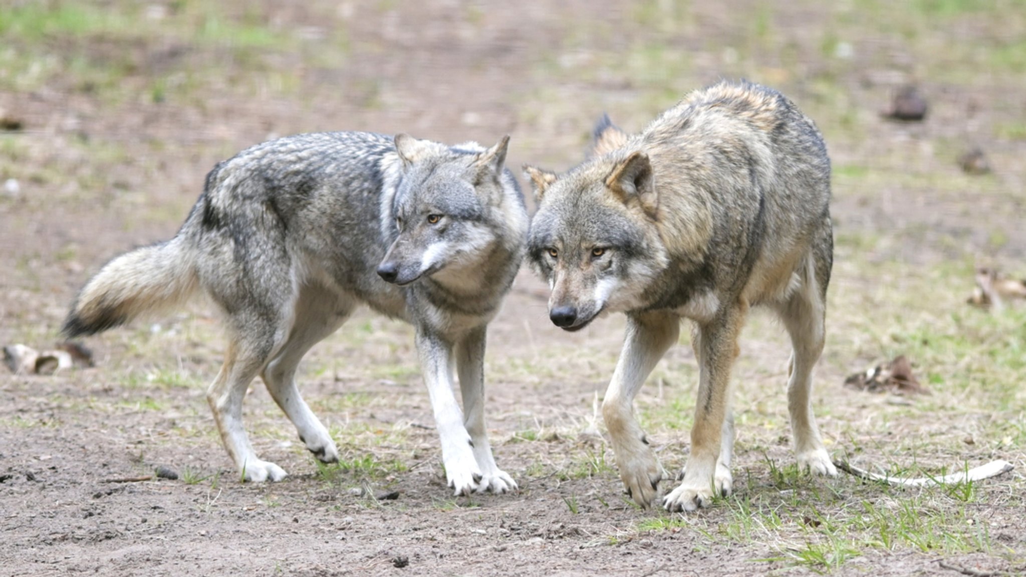 Zwei Wölfe in einem Naturpark