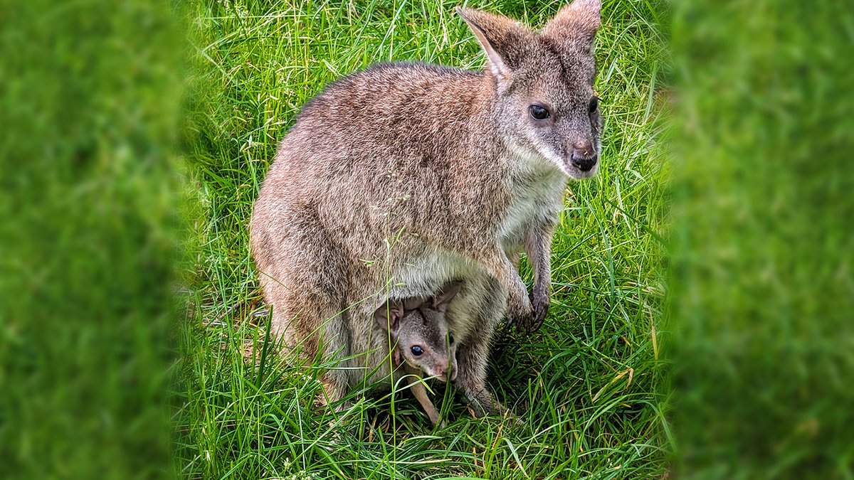 Seltenes Wallaby-Baby in Hofer Zoo geboren