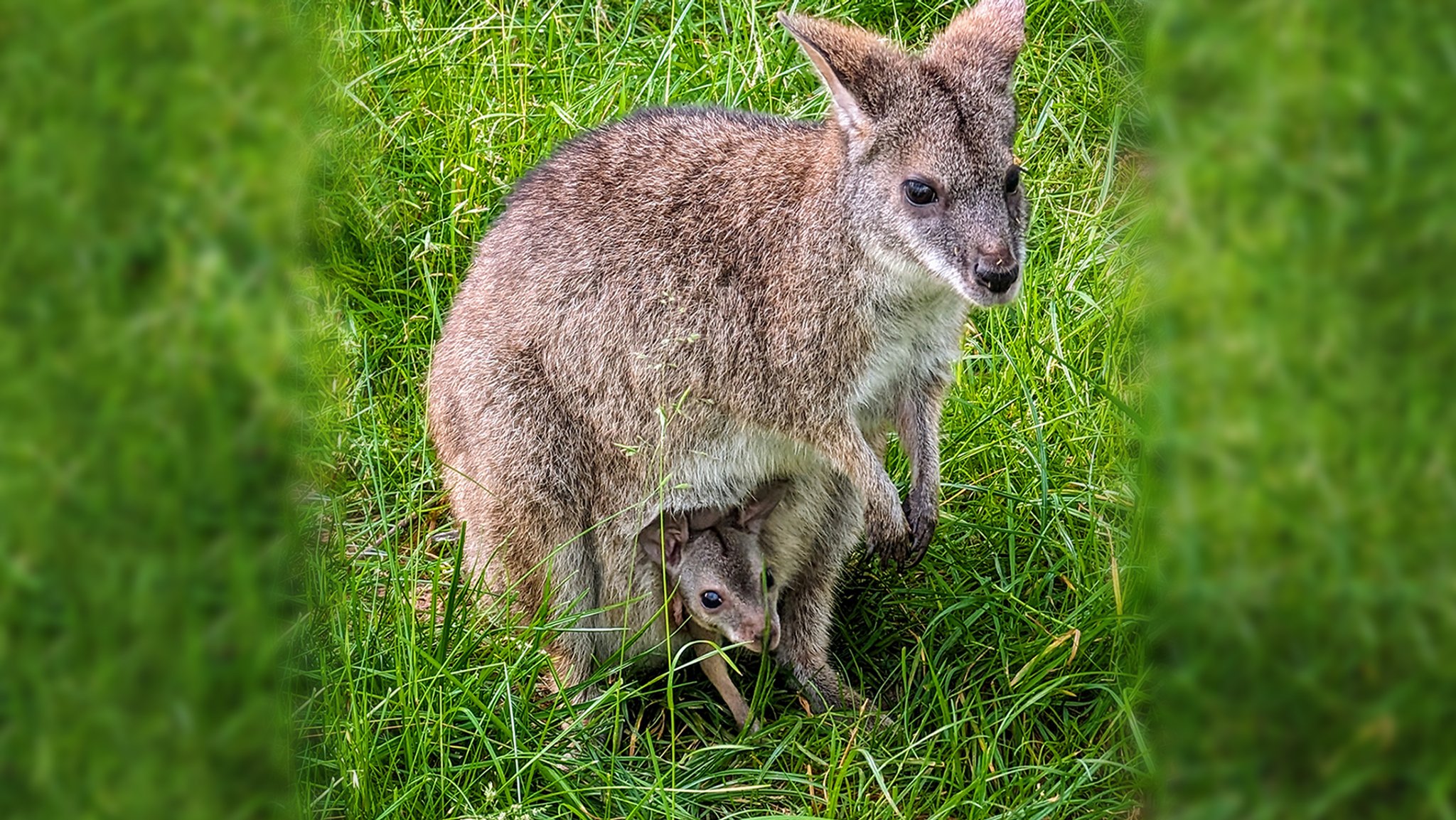 Seltenes Wallaby-Baby in Hofer Zoo geboren