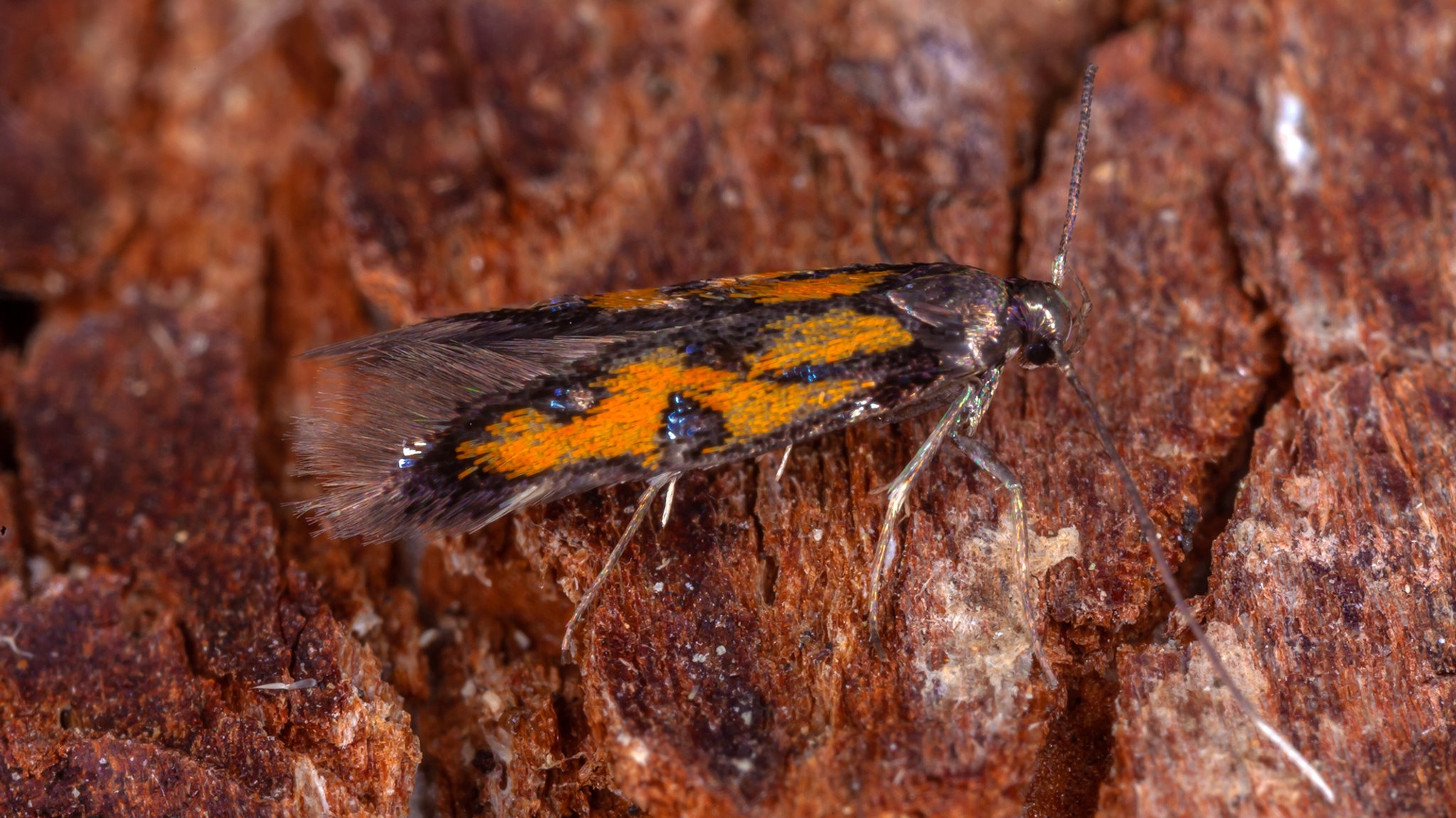 Der Nachtfalter Chrysoclista gabretica wurde weltweit erst viermal registriert – im Bayerwald gelang nun das erste Lebendfoto.