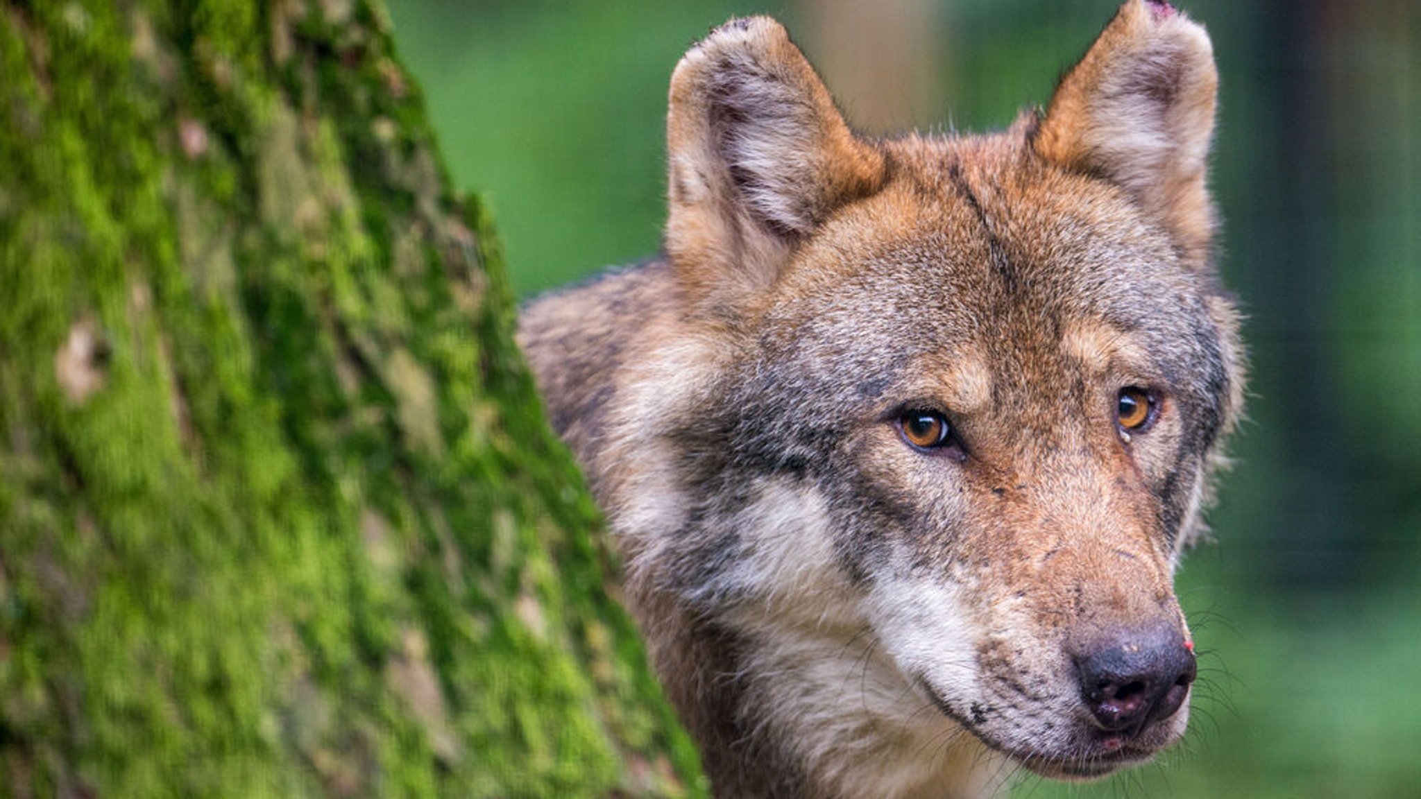 ARCHIV - 08.08.2018, Bayern, Poing: Ein Wolf schaut in einem Wildpark hinter einem Baum hervor. Im Streit um den Abschuss von Wölfen im Alpenraum geht das österreichische Bundesland Tirol neue Wege. Durch eine Verordnung, die zum 1. April in Kraft getreten ist, ist es künftig leichter, die streng geschützten Wölfe zu töten. Auf bayerischer Seite ist zuletzt der Landkreis Garmisch-Partenkirchen auf ähnliche Art wie die Österreicher vorangegangen. (zu dpa «Tirol ermöglicht Abschuss von Wölfen - Prüfung in Bayern läuft») Foto: Lino Mirgeler/dpa +++ dpa-Bildfunk +++