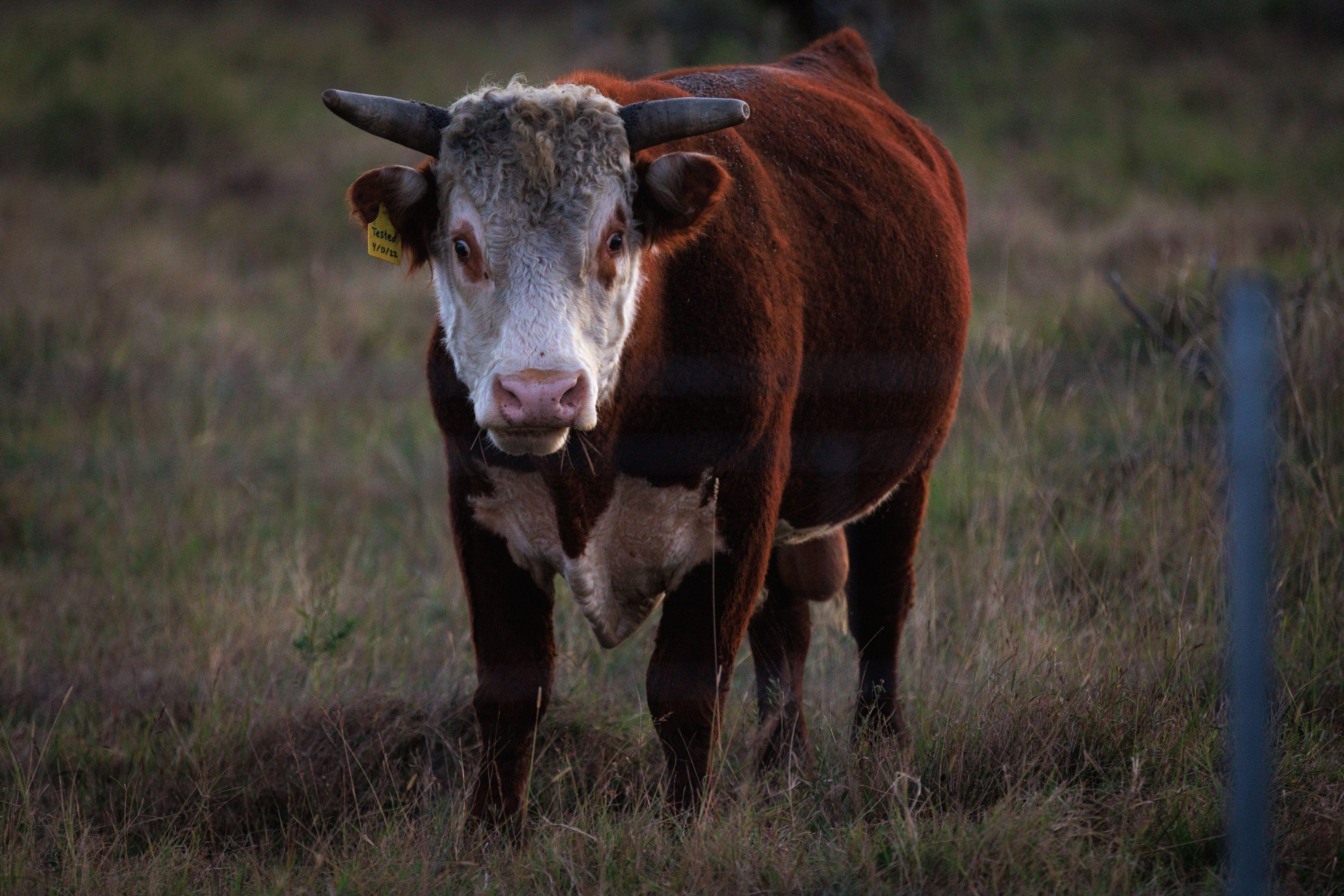 Milchkuh in der Landschaft