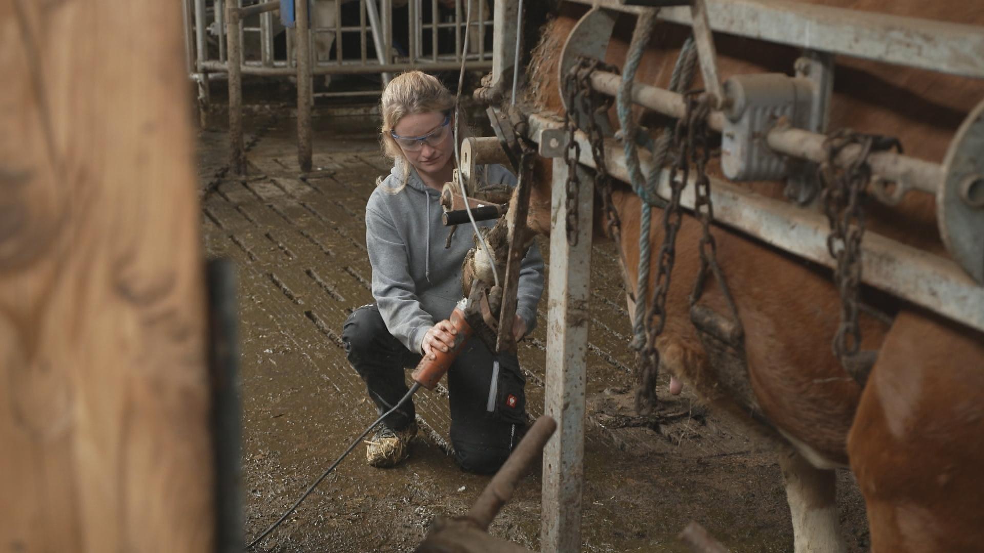 Veronika Haselbeck bei der Klauenpflege. Die Klauen der Kühe werden mit einer Flex gekürzt. 