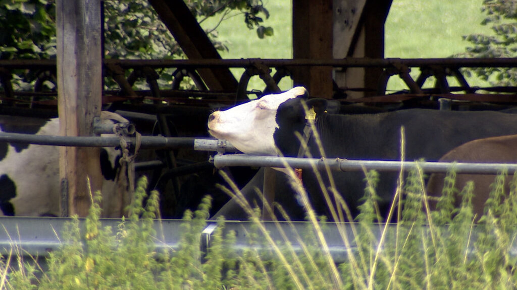 Allgäuer Tierschutzskandal: Gerichtliche Aufarbeitung dauert