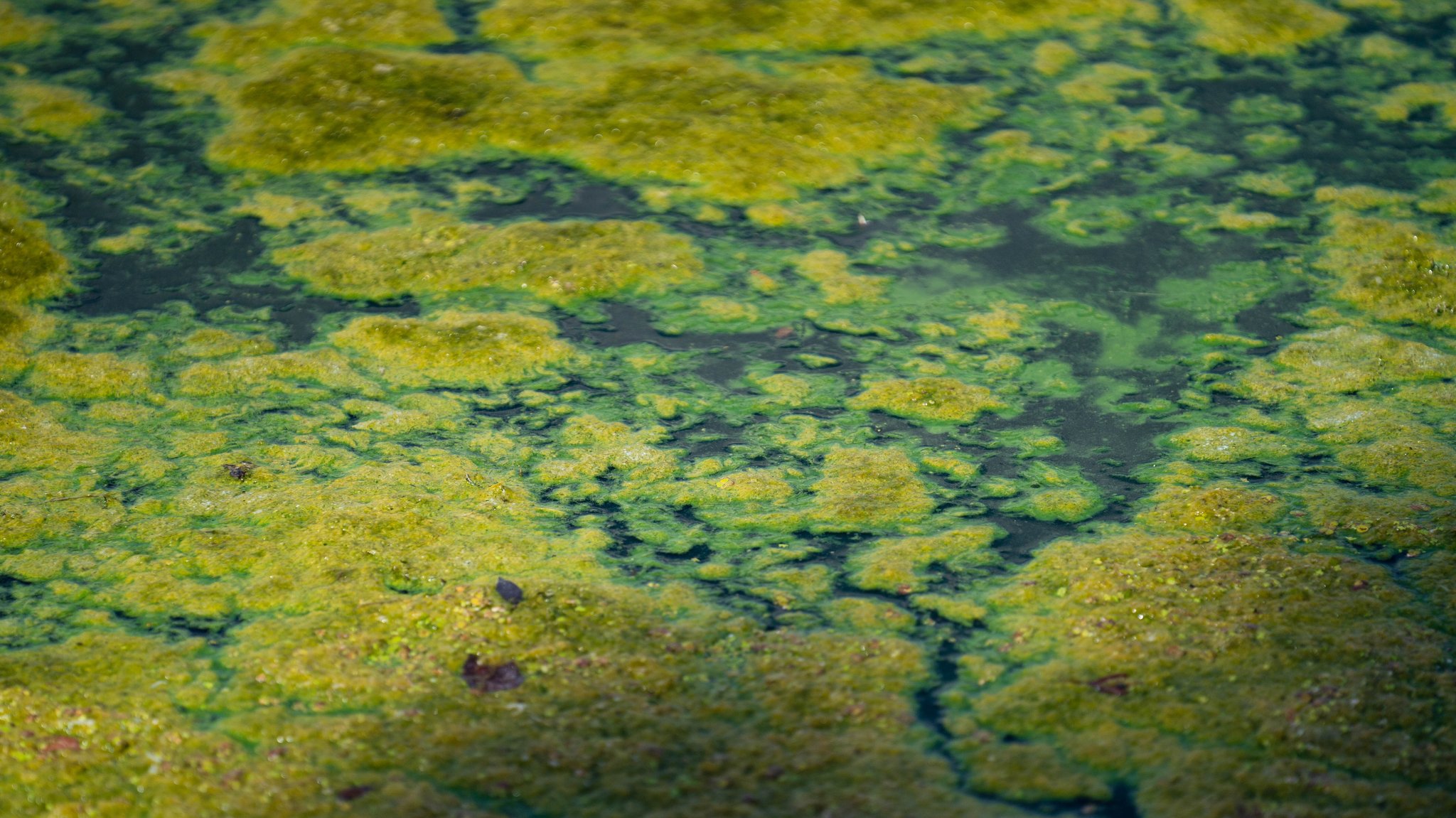 Blaualgenteppich auf dem Baggersee Breitengüßbach