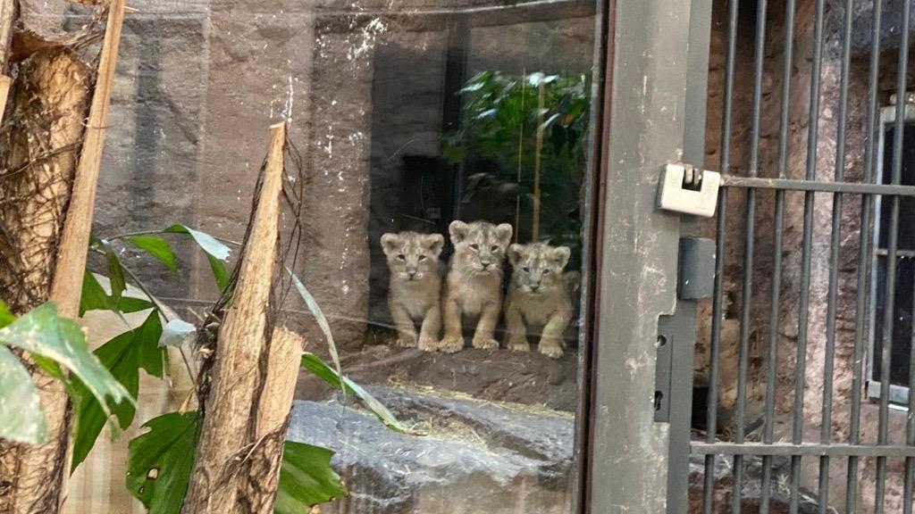 Löwenbabys in einem Gehege. 