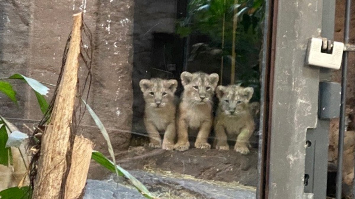 Löwen-Nachwuchs im Nürnberger Tiergarten zeigt sich Besuchern