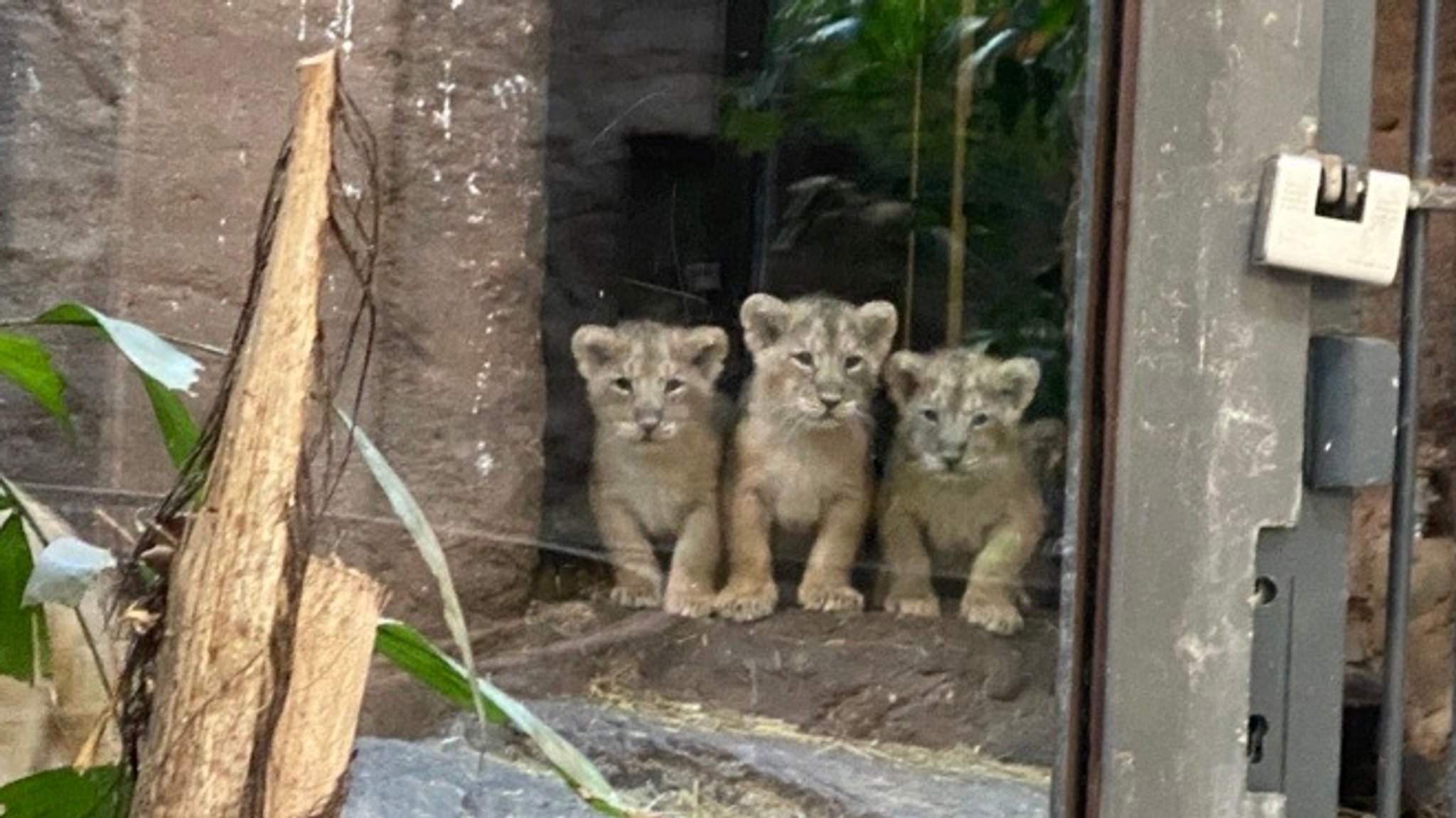 Löwenbabys in einem Gehege. 