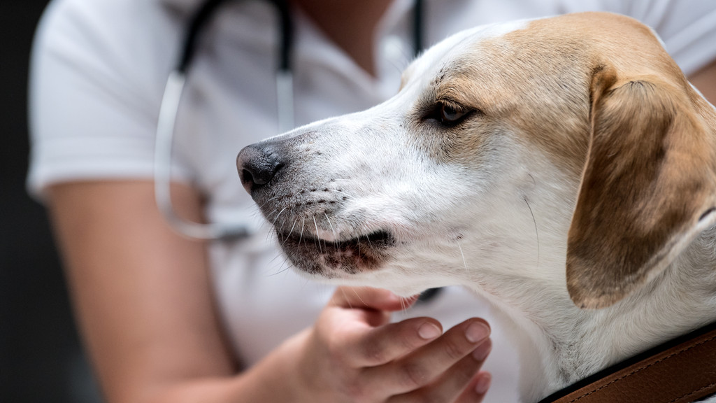 Eine Tierärztin kontrolliert bei Hund Max das Zahnfleisch und die Lefzen. 