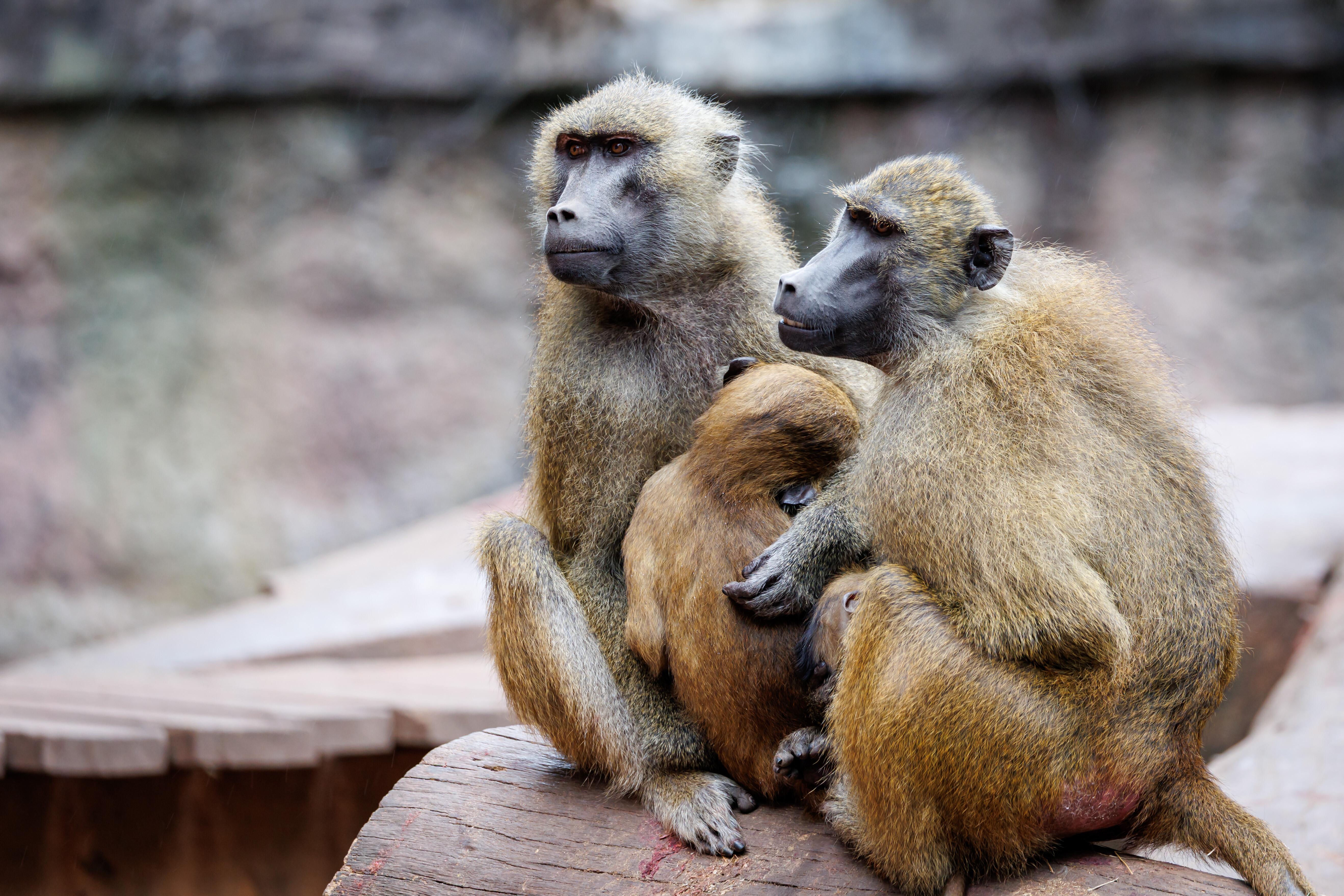 Paviane im Nürnberger Tiergarten