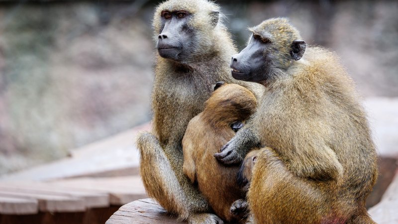 Paviane im Nürnberger Tiergarten | Bild: picture alliance/dpa | Daniel Karmann Paviane im Nürnberger Tiergarten