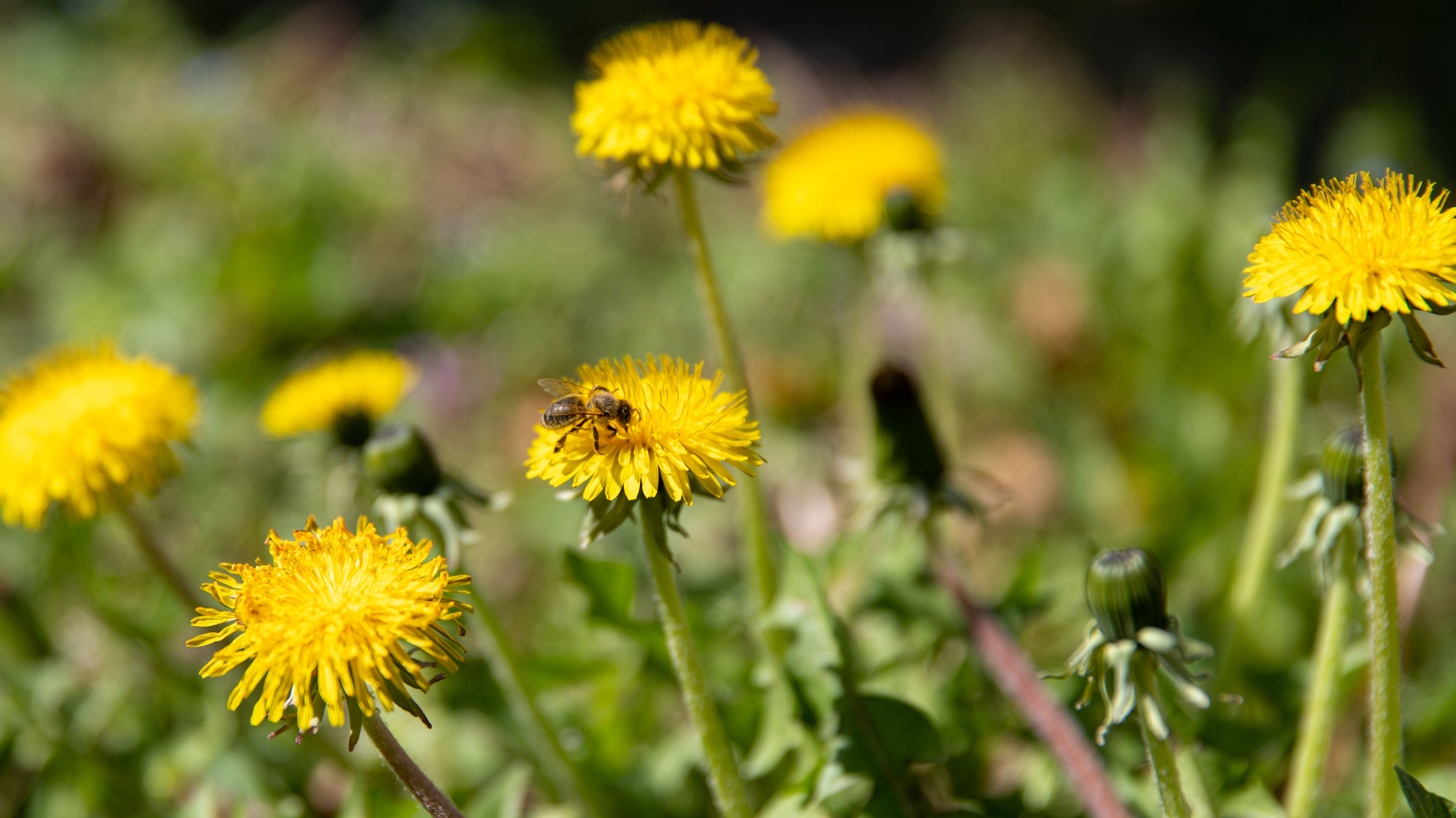 (Un-)Kräuterküche: Kulinarische Schätze im Garten | BR24