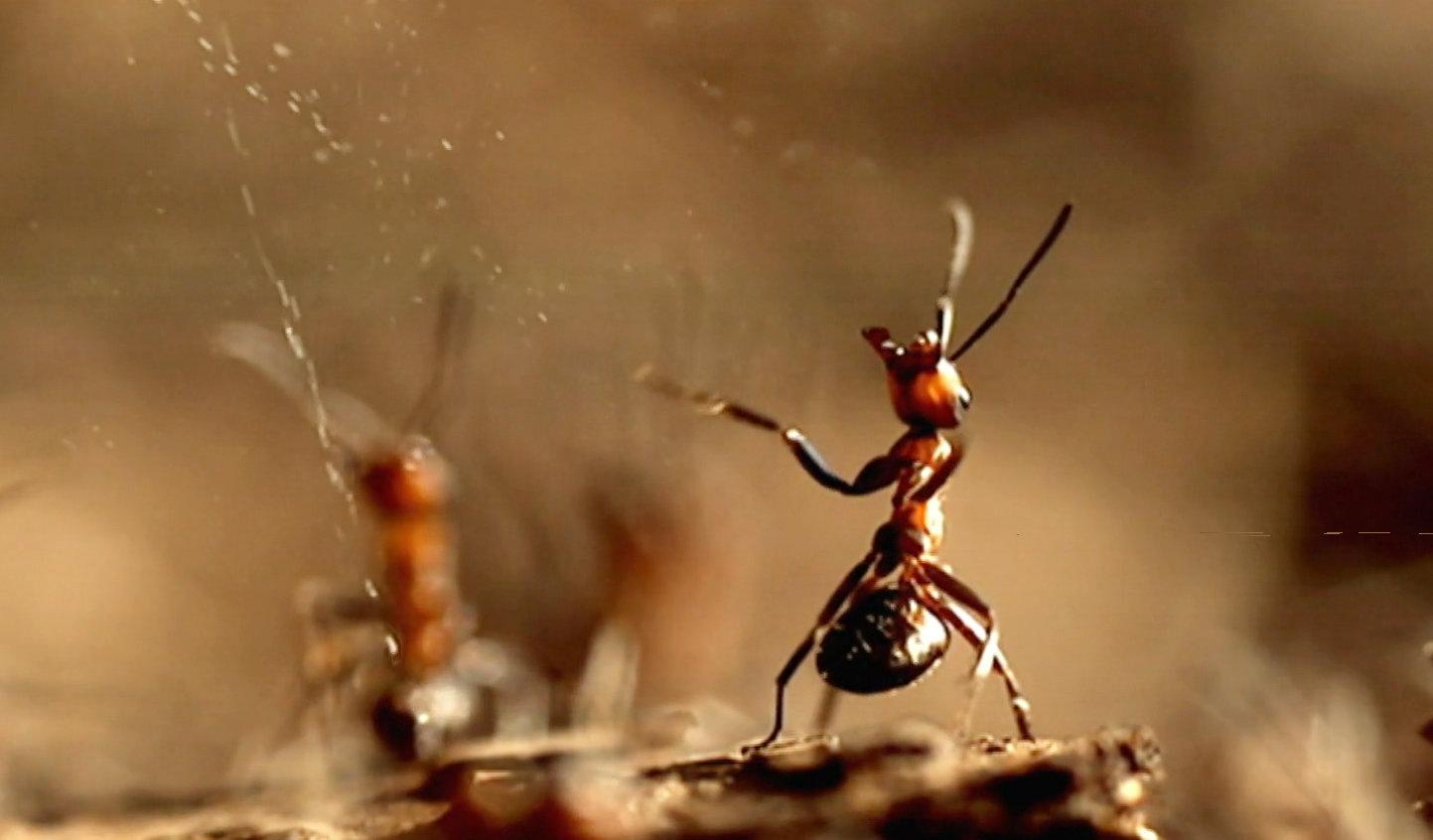 Ameisen verspritzen Ameisensäure