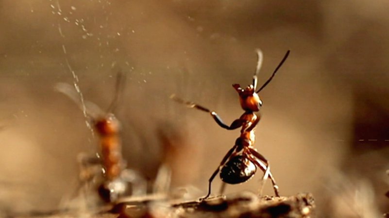 Ameisen verspritzen Ameisensäure