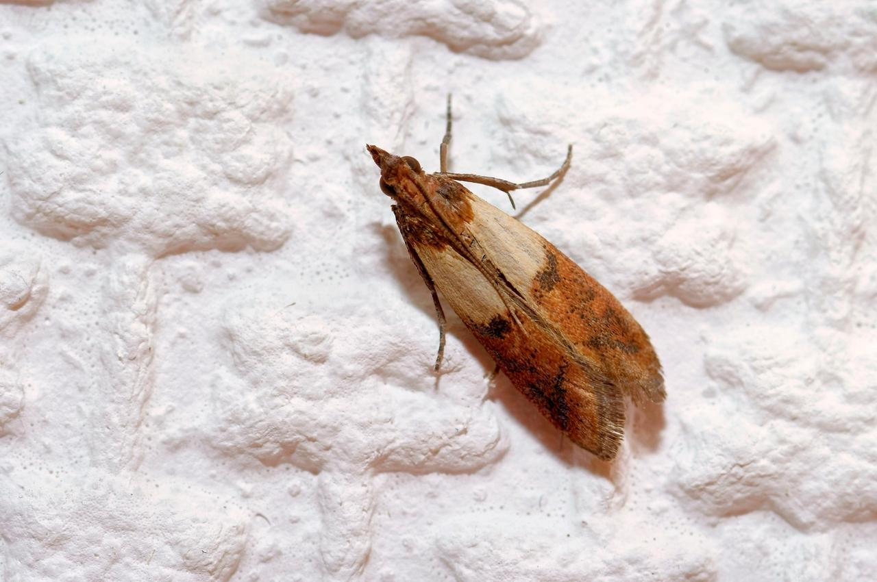 Eine Lebensmittelmotte sitzt an einer weißen Wand