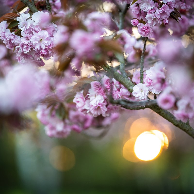 Zwischen Buddhismus und Kamikaze - Die Symbolwelt der japanischen Kirschblüte - radioWissen | BR Podcast
