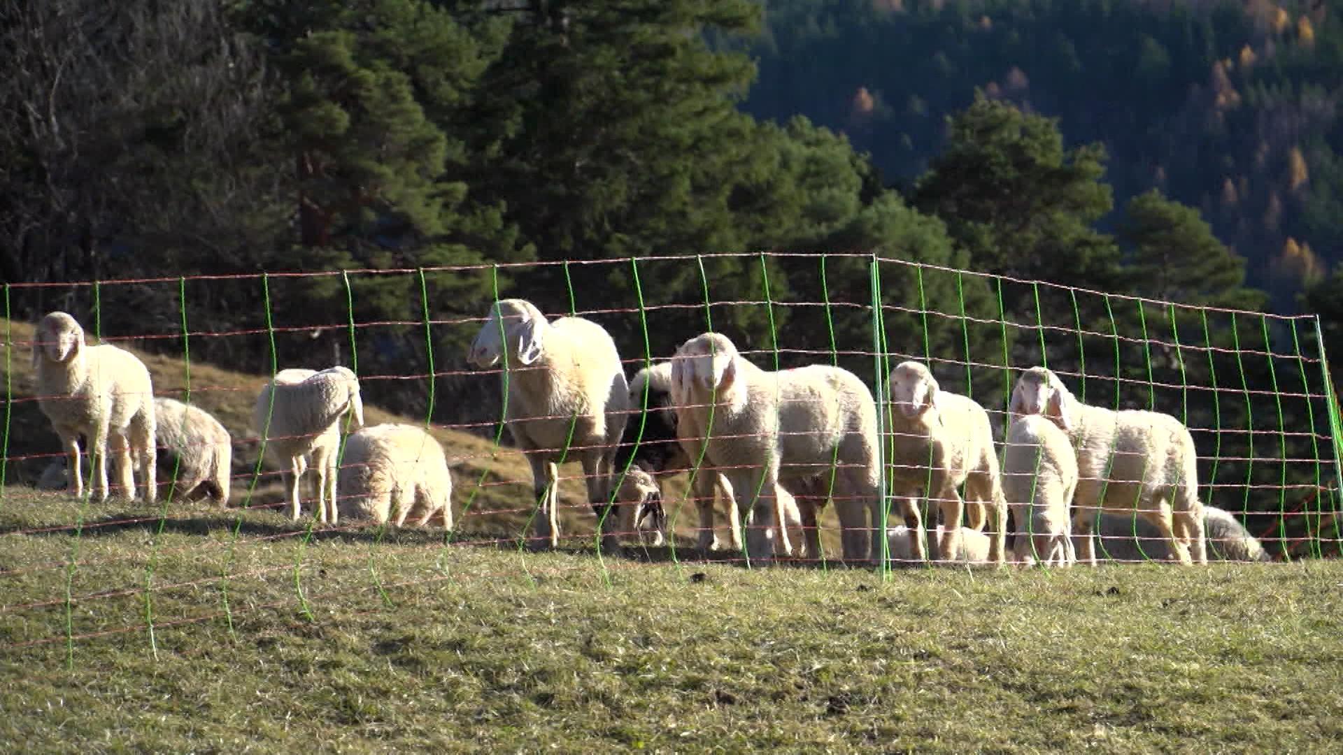 Schafe hinter einem Zaun auf der Weide