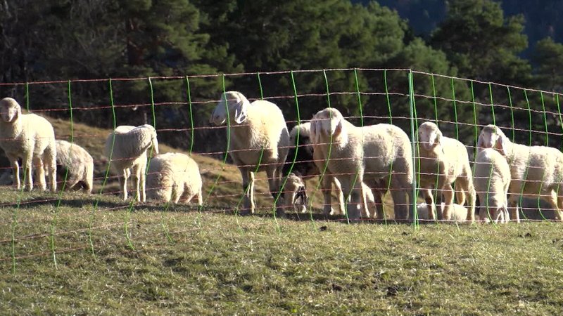 Schafe hinter einem Zaun auf der Weide