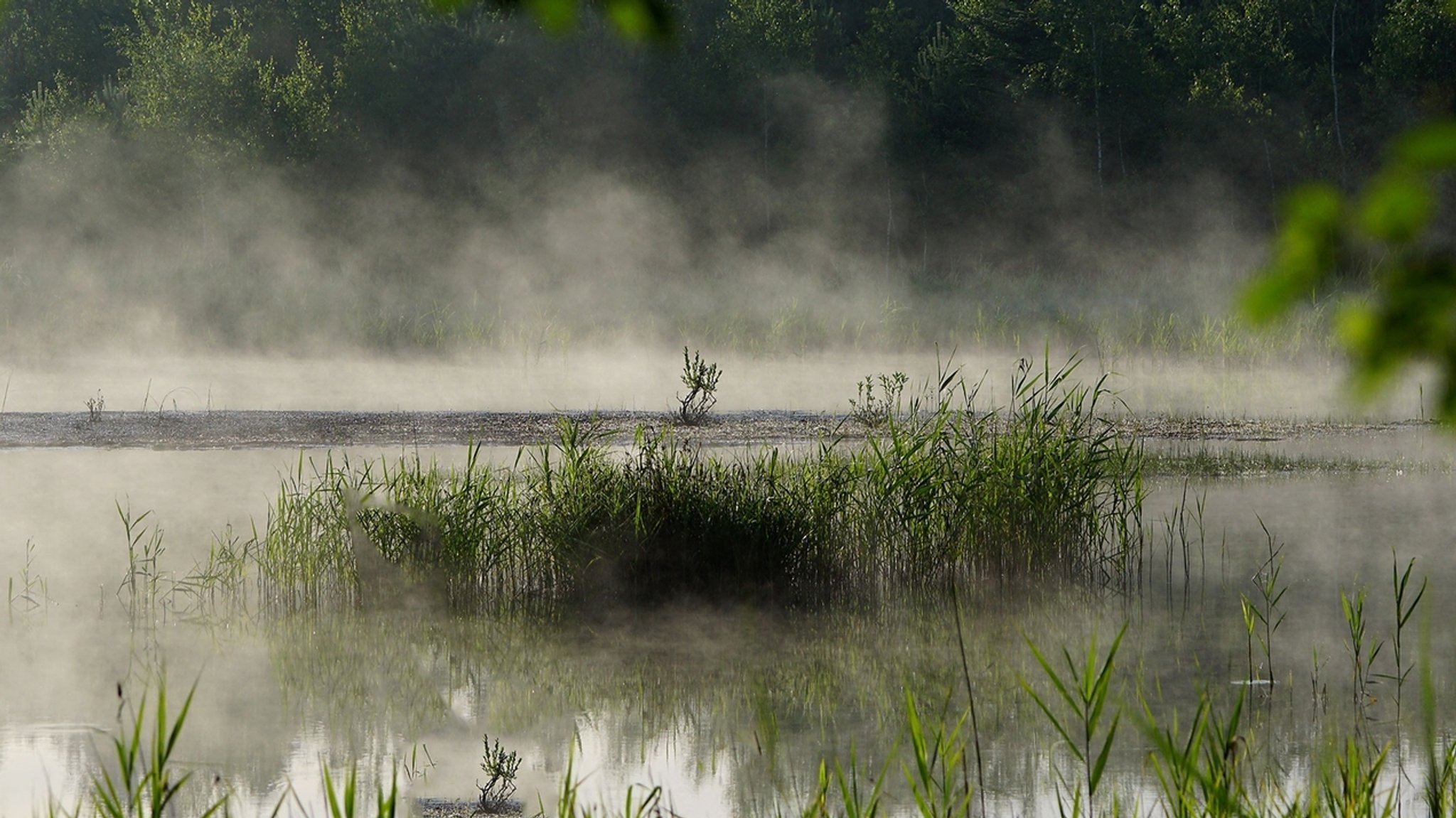 Moor im Nebel | Bild: picture alliance / Alois Litzlbauer / picturedesk.com Moor im Nebel
