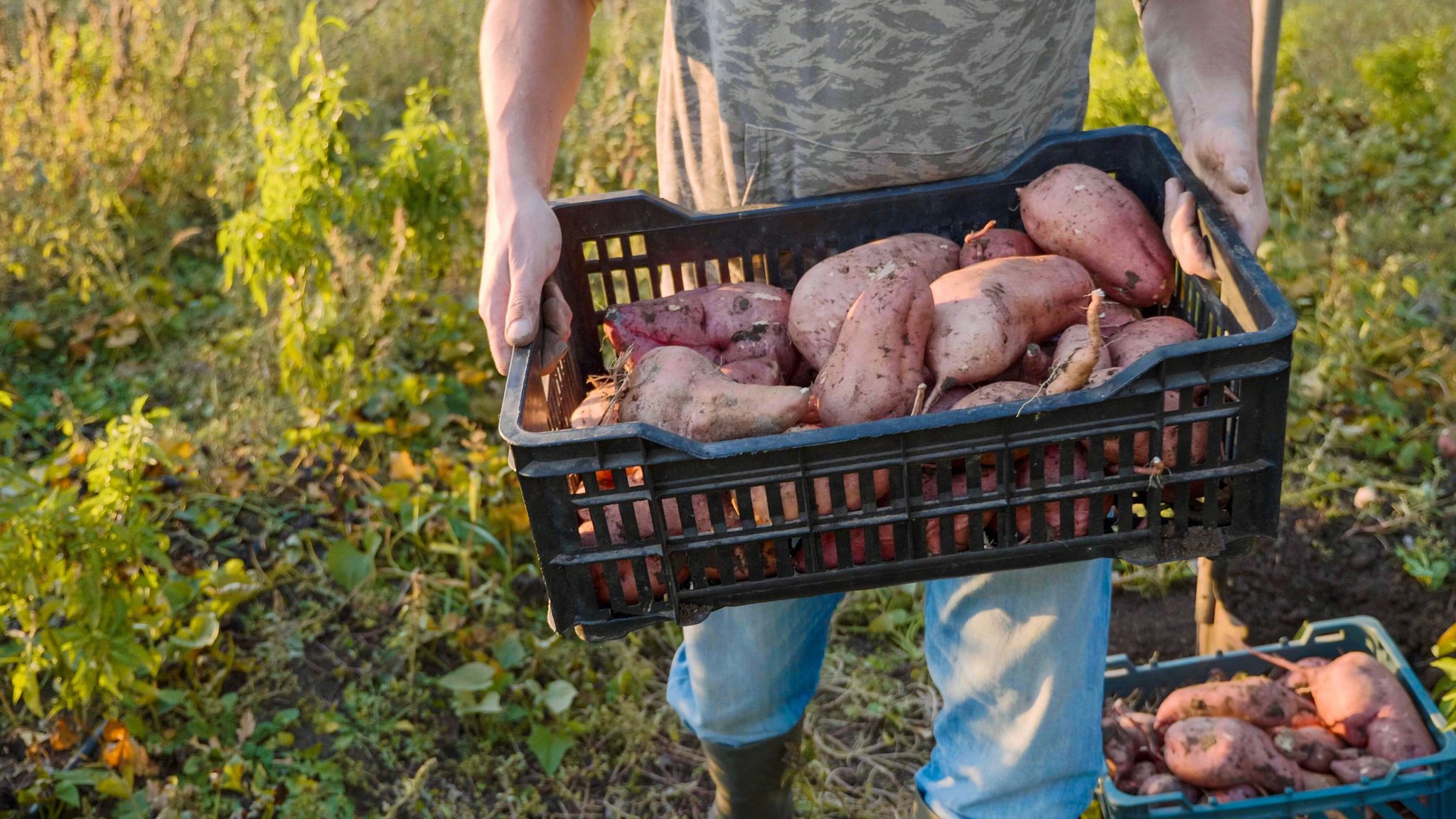 Ein Landwirt trägt geerntete Süßkartoffeln von einem Feld (Archiv- und Symbolbild)